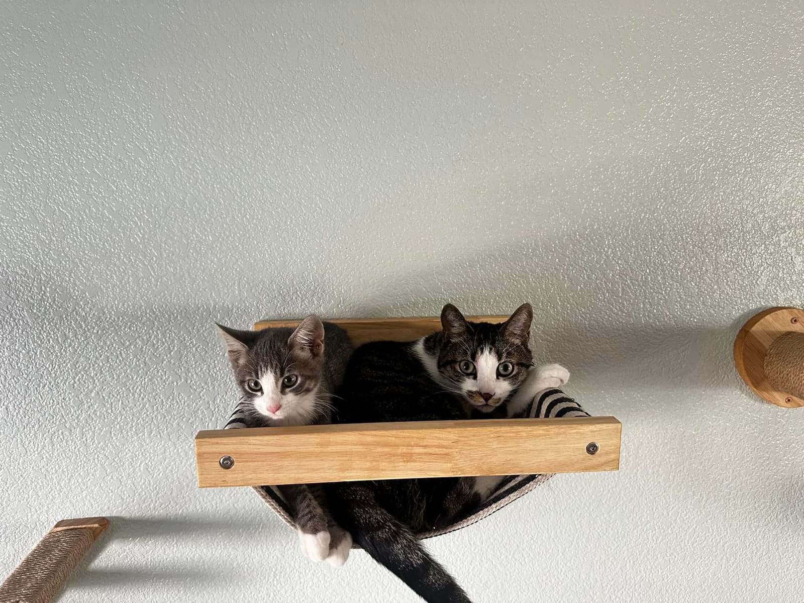 FUKUMARU Hammock Wall Mounted Cat Beds and Perches customer photo 2