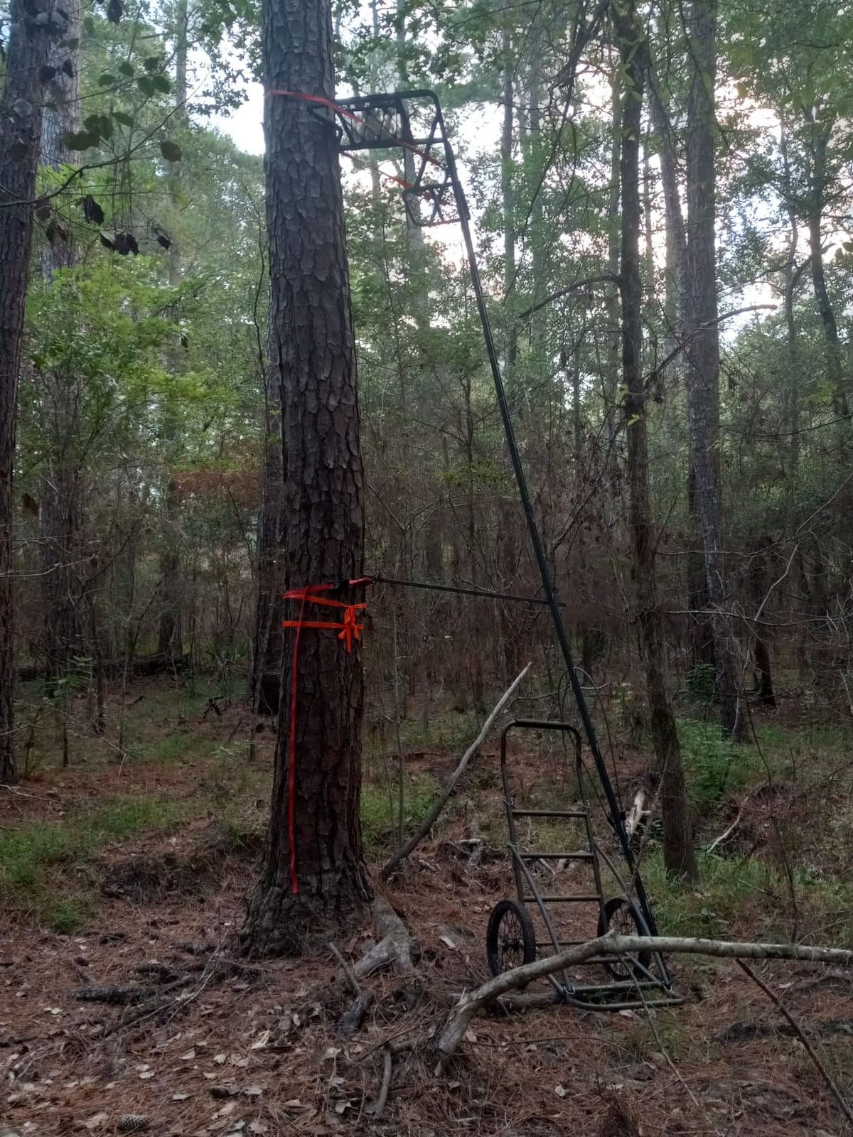 Guide Gear Climbing Ladder Tree Stand with Mesh Seat, Climbing Equipment for Deer Hunting, 15’ customer photo 2