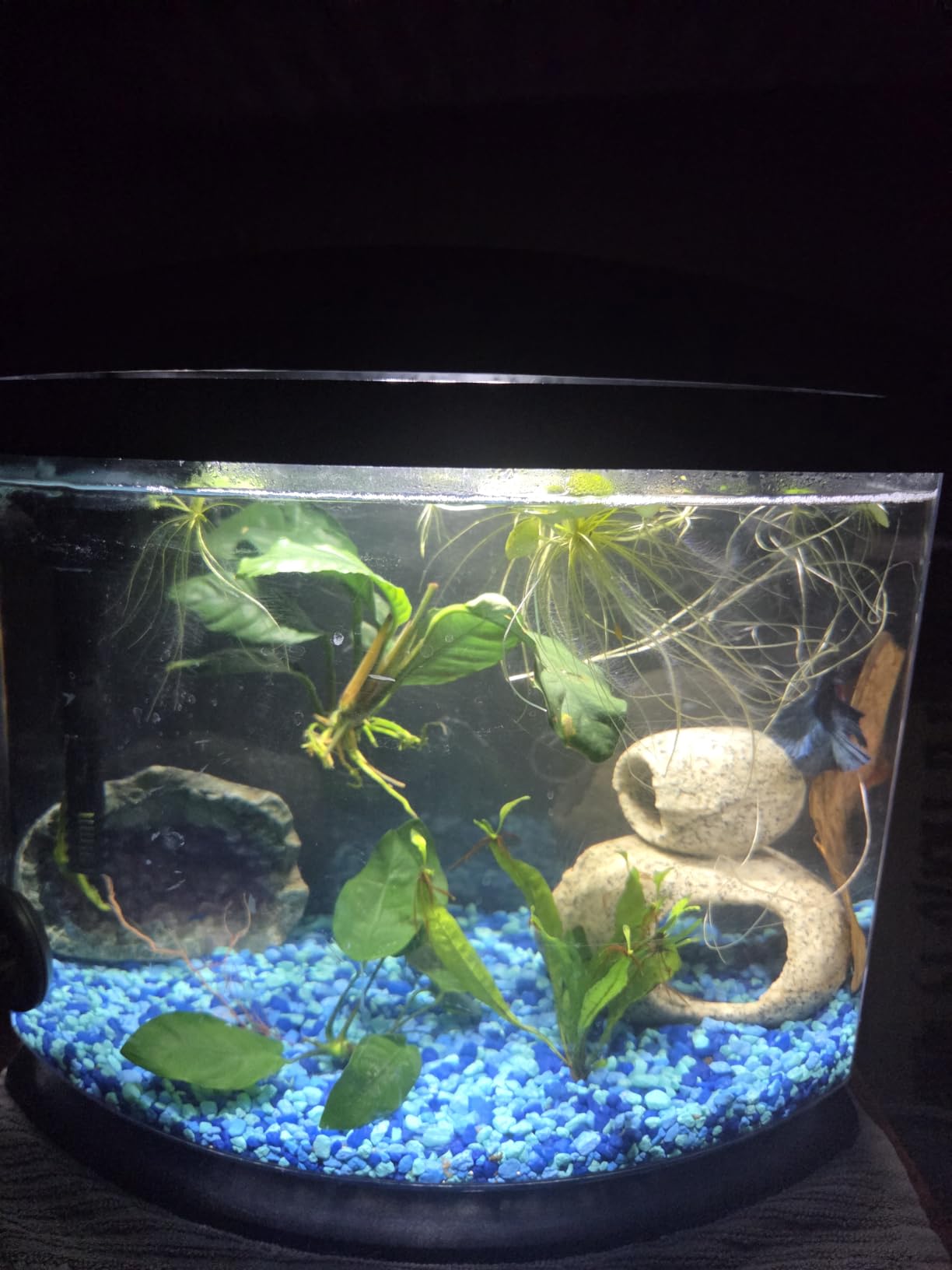 Aqueon LED MiniBow Small Aquarium Fish Tank Kit, Black, 2.5 Gallon customer photo 1