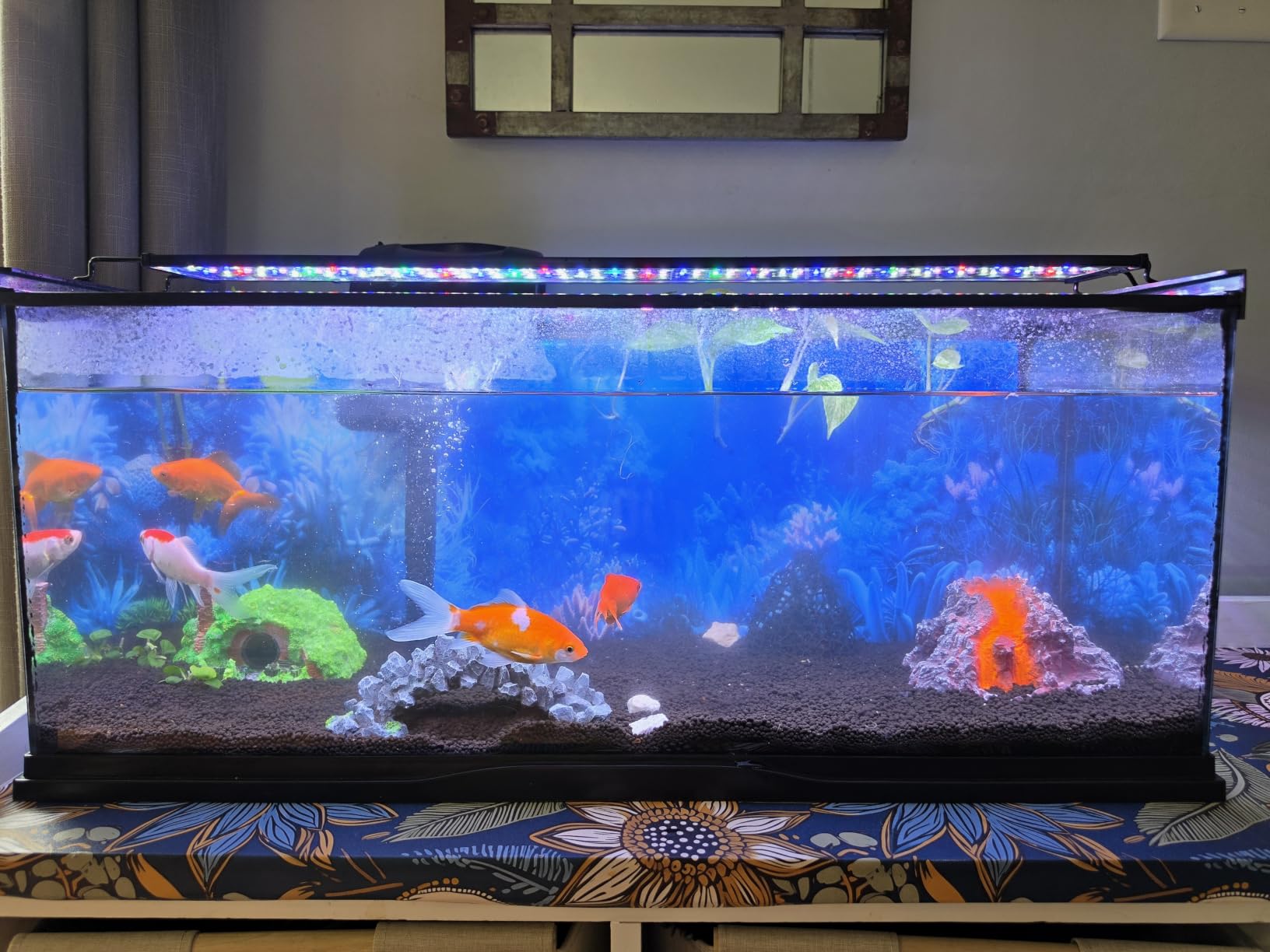 hygger Advanced LED Aquarium Light with Timer, 24/7 Lighting Cycle & DIY Mode, Full Spectrum Fish Tank Light for 18-24 in Freshwater Planted Tank customer photo 1