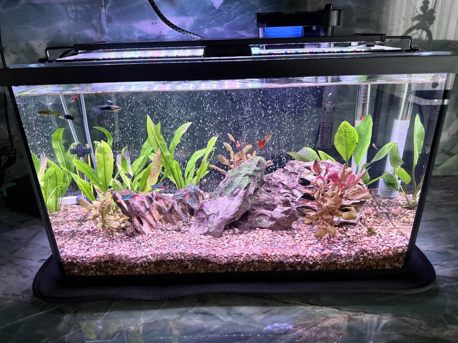 hygger Advanced LED Aquarium Light with Timer, 24/7 Lighting Cycle & DIY Mode, Full Spectrum Fish Tank Light for 18-24 in Freshwater Planted Tank customer photo 2