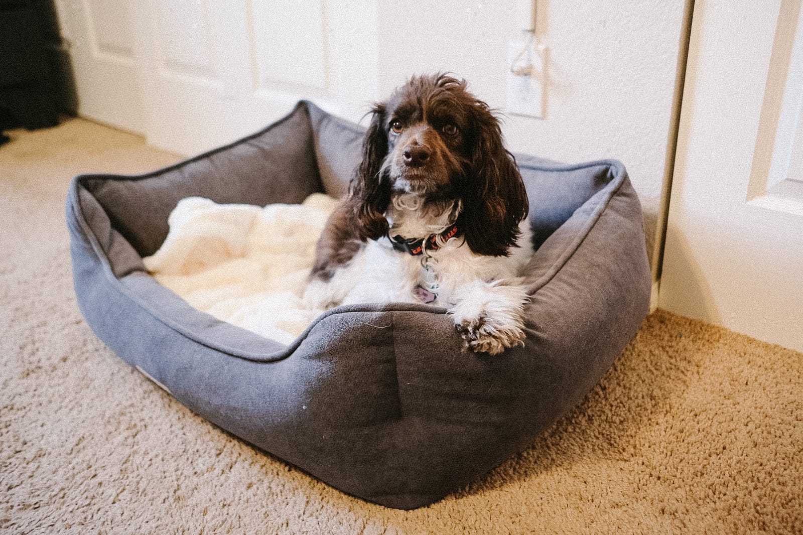 PetFusion Calming Cuddler Anti-Anxiety Dog and Cat Bed for Small Dogs customer photo 1