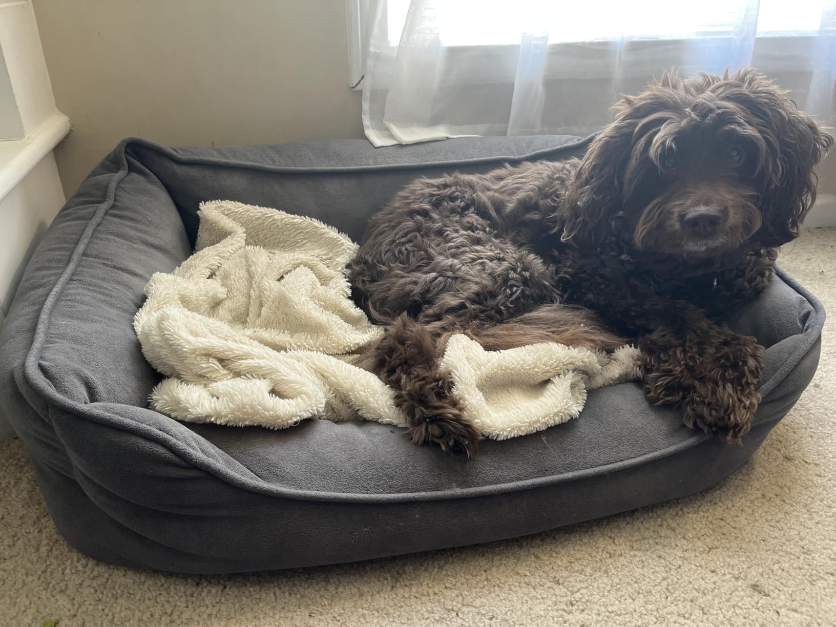 PetFusion Calming Cuddler Anti-Anxiety Dog and Cat Bed for Small Dogs customer photo 2