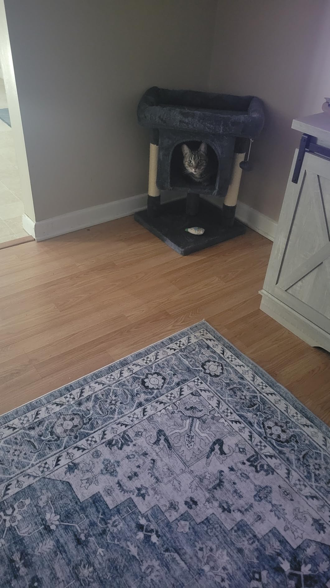 Yaheetech Small Cat Tree 23.5in for Kittens & Senior Cats, Low Profile Gray customer photo 2