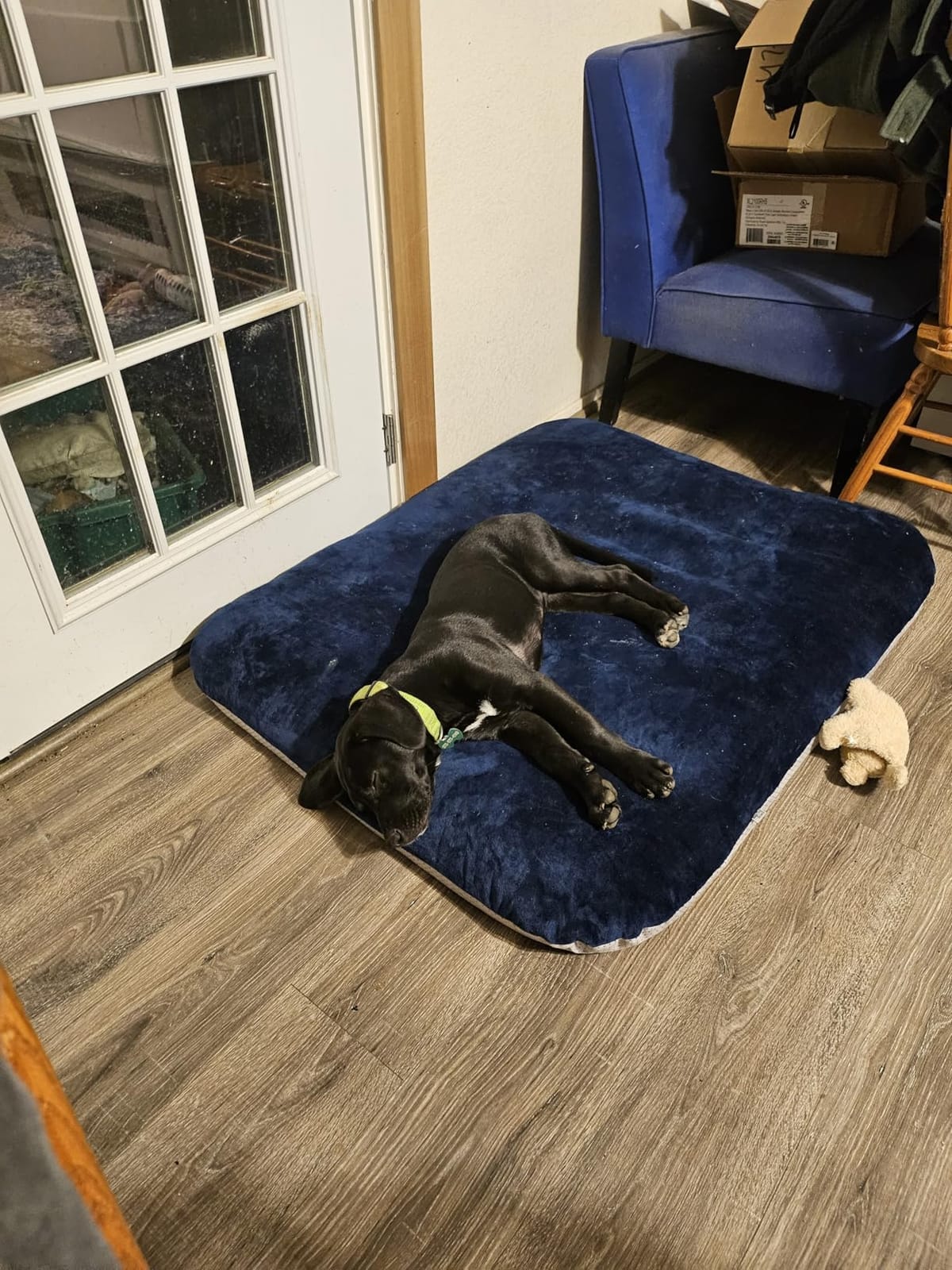 Magic Dog Orthopedic Extra Large Dog Bed 47 Inch, Super Soft XL Pet Bed customer photo 1