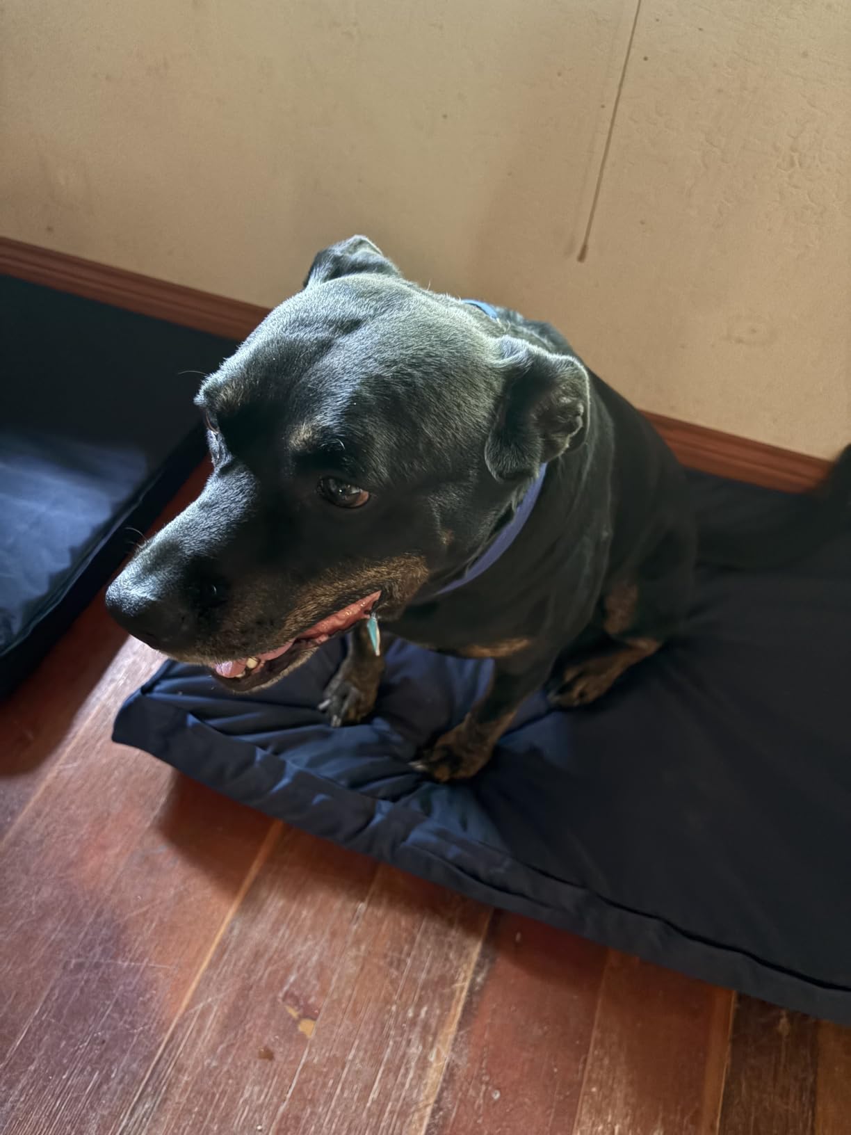 Outdoor Waterproof Orthopedic Dog Bed for Large Dogs customer photo 2