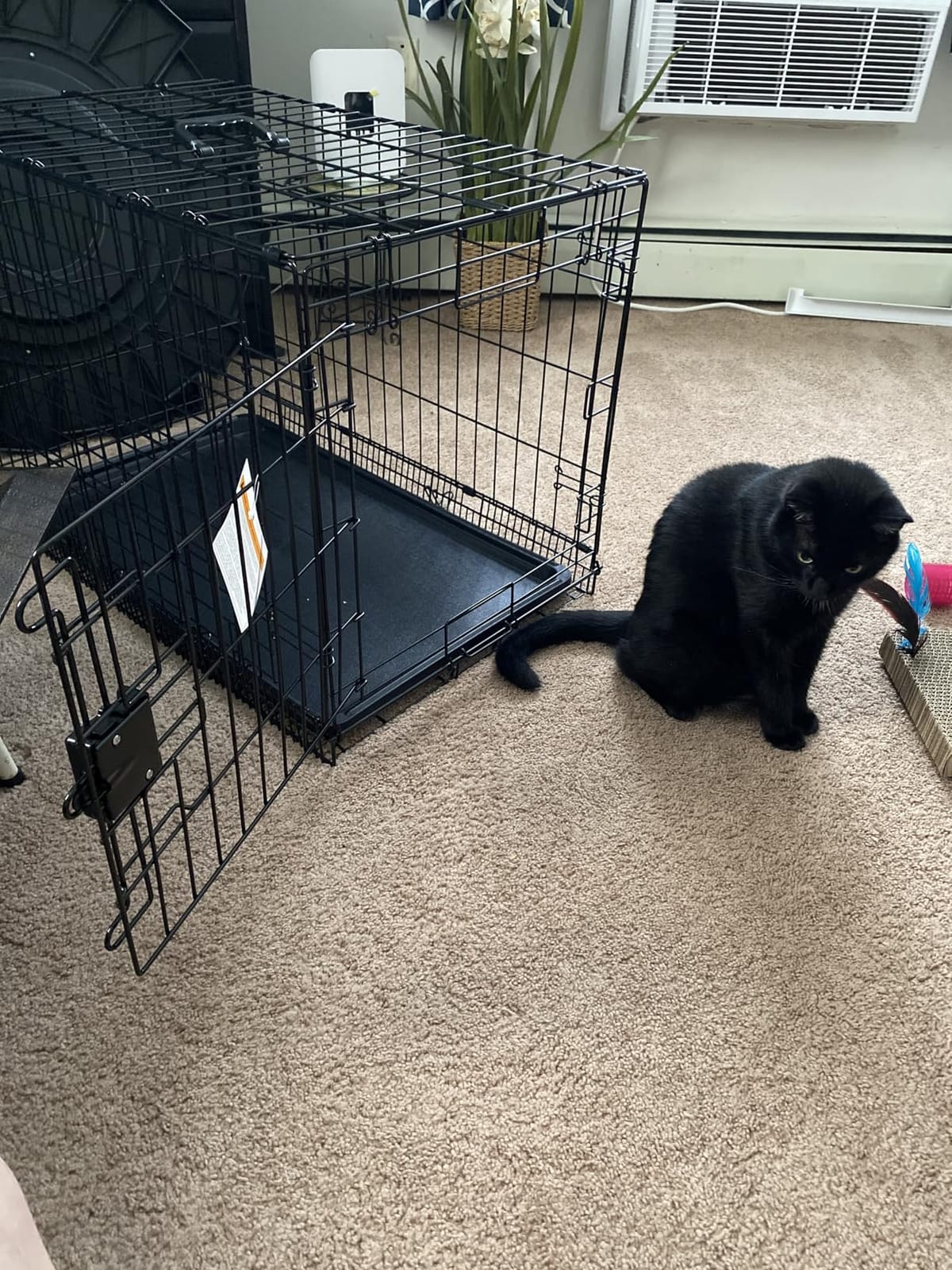 Amazon Basics Portable, Foldable Metal Wire Dog Crate with Removable Tray, Divider Panel, Easy to Assemble, for Large Dogs, 48 x 30 x 32.5 in, Black customer photo 2