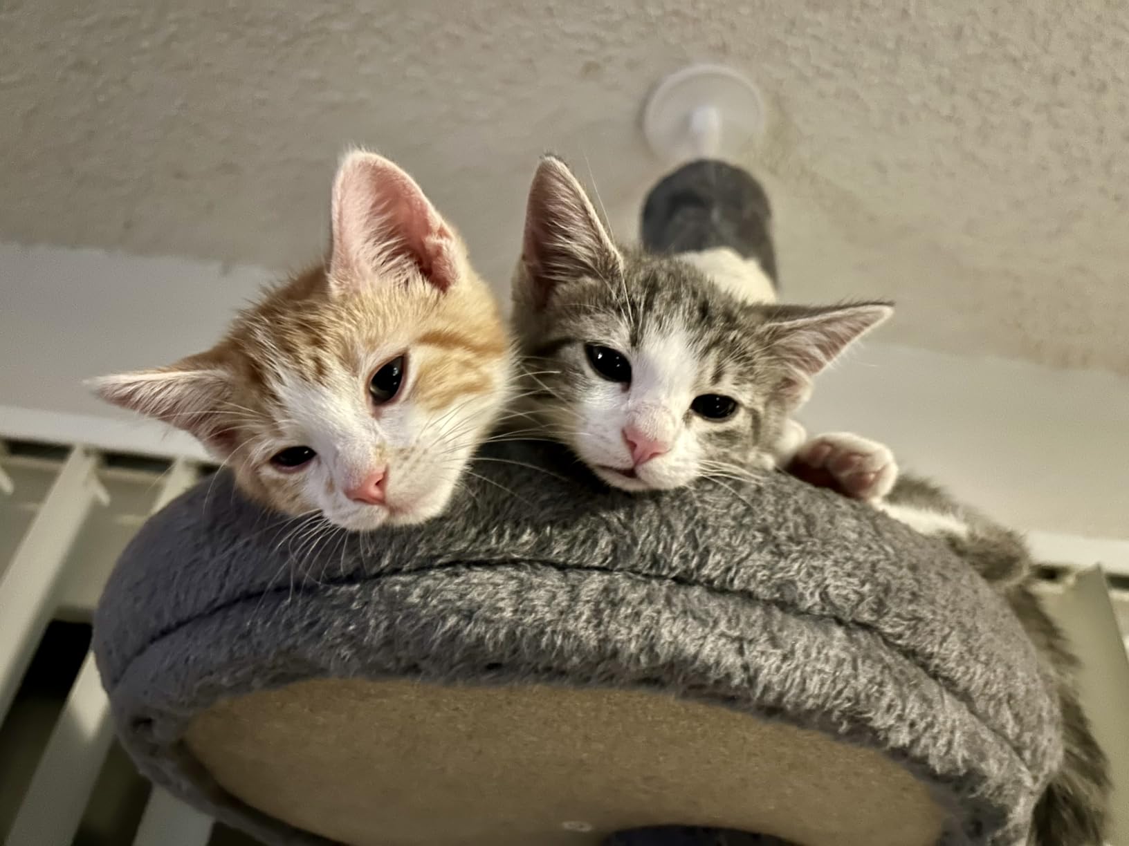 PETEPELA 5-Tier Floor to Ceiling Cat Tree, 95-107In Tall Cat Tower Beige customer photo 2