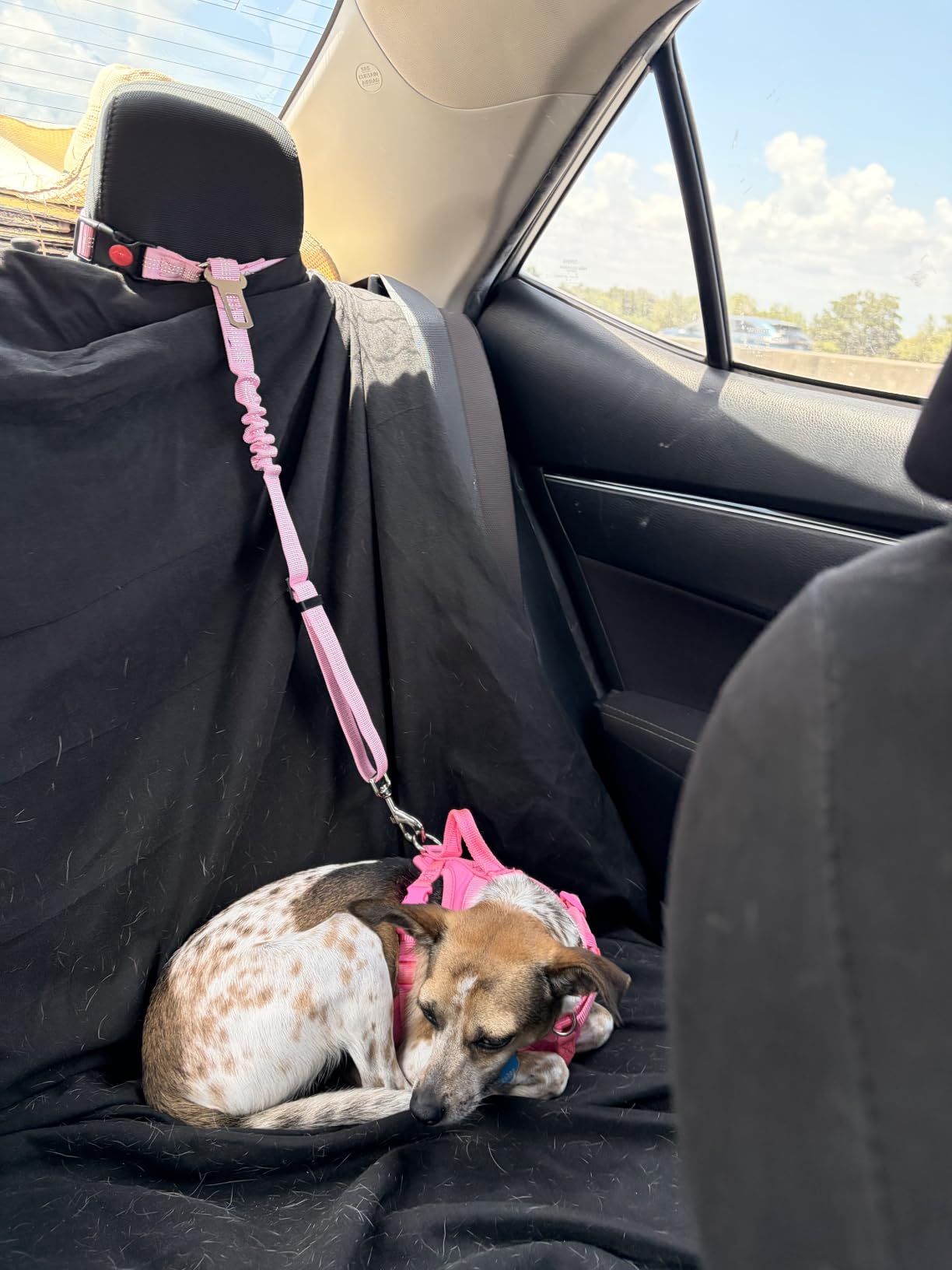 SlowTon Dog Seat Belt for Car, 2 Pack Dog Car Harness Seatbelt with Bungee customer photo 1