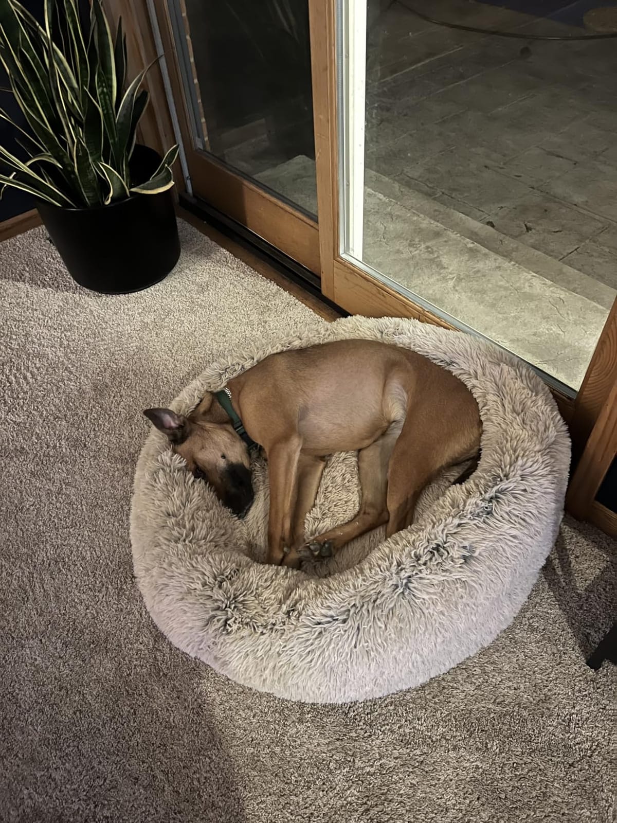 SAVFOX 30 inches Calming Donut Dog Bed - 3X Durable Plush Faux Fur, Dark Grey customer photo 1