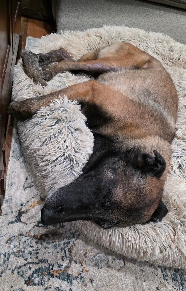 SAVFOX 30 inches Calming Donut Dog Bed - 3X Durable Plush Faux Fur, Dark Grey customer photo 2