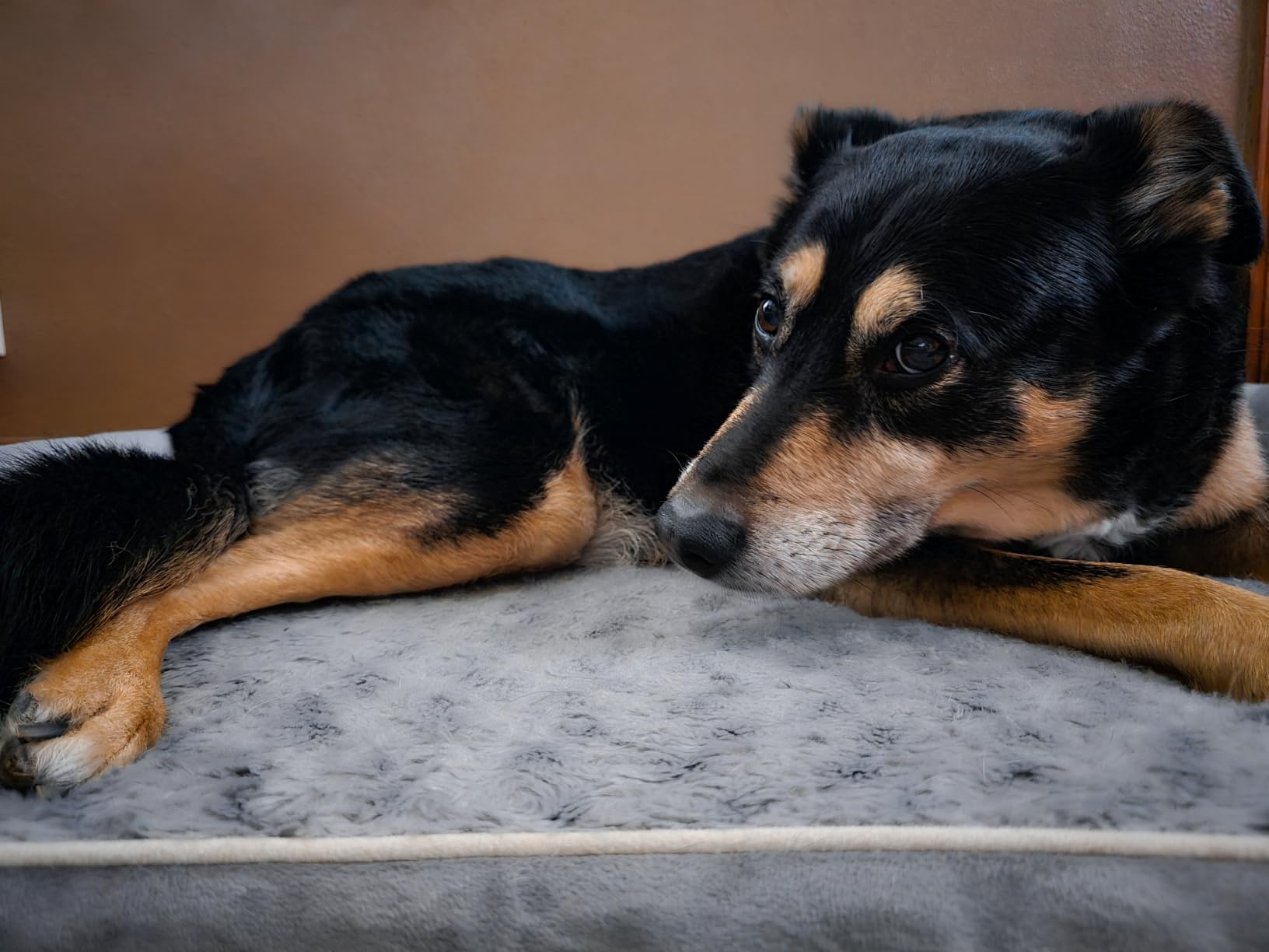BFPETHOME Orthopedic Washable Large Dog Bed for Senior Dog Comfy Sleep customer photo 2