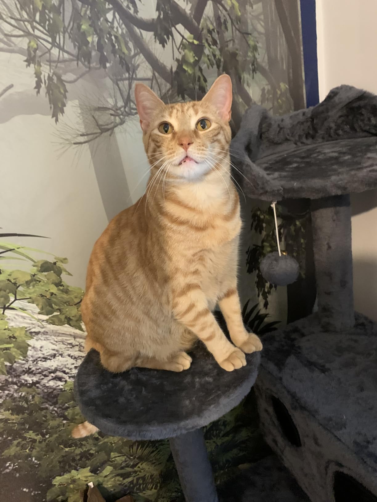 Yaheetech 70in Multi-Level Sturdy Cat Tree, Condo, Sisal Scratching Posts customer photo 1