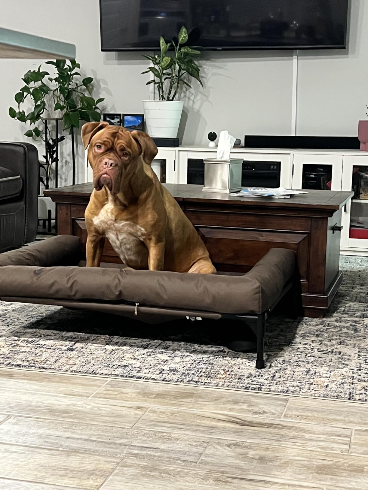 K&H Outdoor Elevated Dog Bed, Bolster Pet Cot, Medium 32x25in, Charcoal customer photo 1