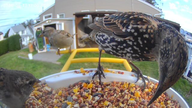NETVUE by Birdfy Smart Bird Feeder with 2K AI Camera, Value for Beginners customer photo 1