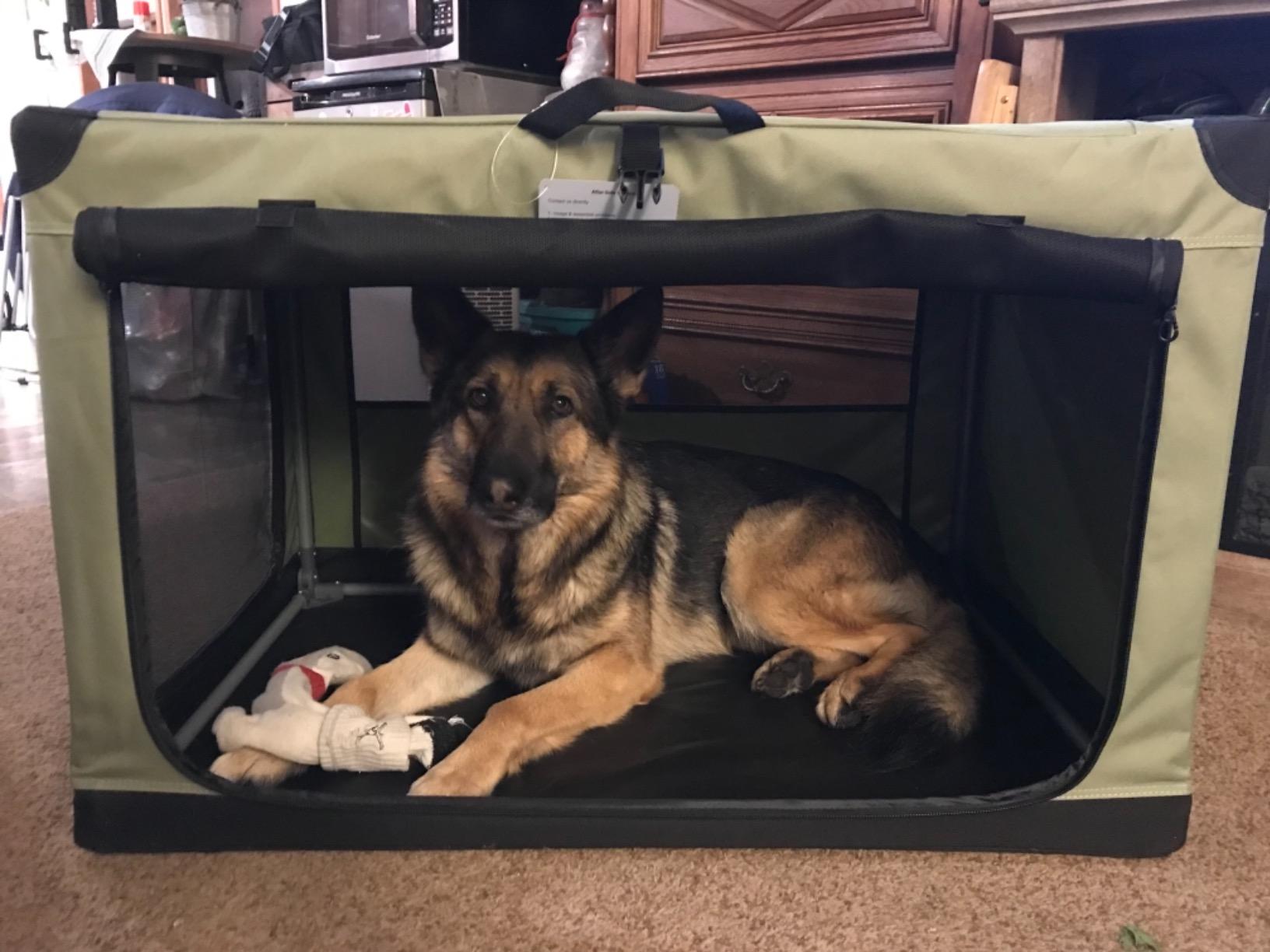 PETSFIT 36