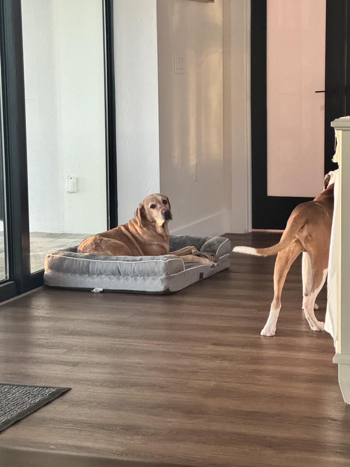 EHEYCIGA Orthopedic Dog Beds Large Sized Dog, Waterproof Memory Foam Pet Bed with Sides, Non-Slip Bottom Large Pet Bed with Washable Removable Cover, Grey customer photo 2