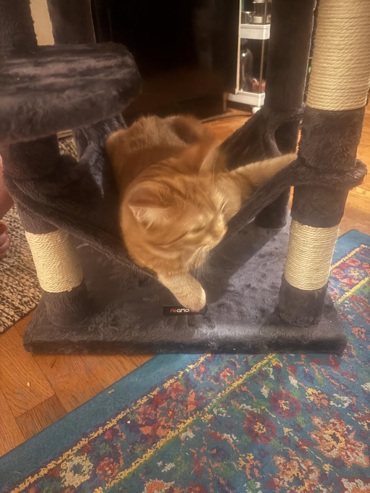 Feandrea Cat Tree, 59.5-Inch Tall Cat Tower, Multi-Level Condo, Light Gray customer photo 1