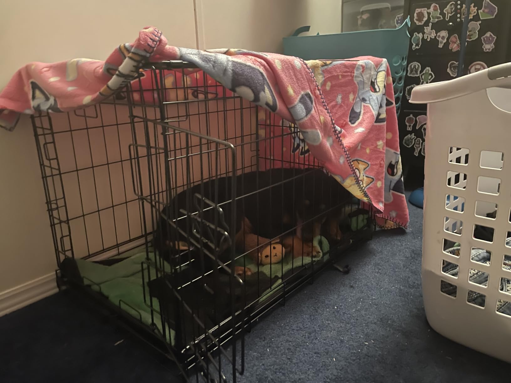 CAPHAUS Foldable Dog Crate Wire Metal Kennel w/Leak-Proof Pan & Protecting Feet & Divider Panel, Small, Medium & Large Indoor Cage, 48” w/Single or Double Doors customer photo 1