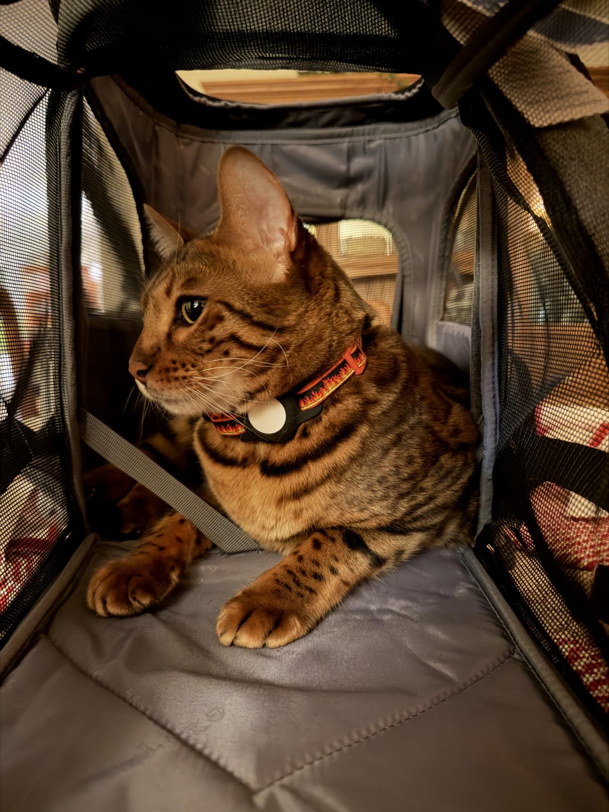 Lekereise Pet Carrier Backpack Expandable Cat Backpack Carrier for Small Dogs Large Cats Puppies, Dog Backpack Carrier for Hiking Travel Outdoor Hold Pets Up to 20 25 Lbs, Black customer photo 1