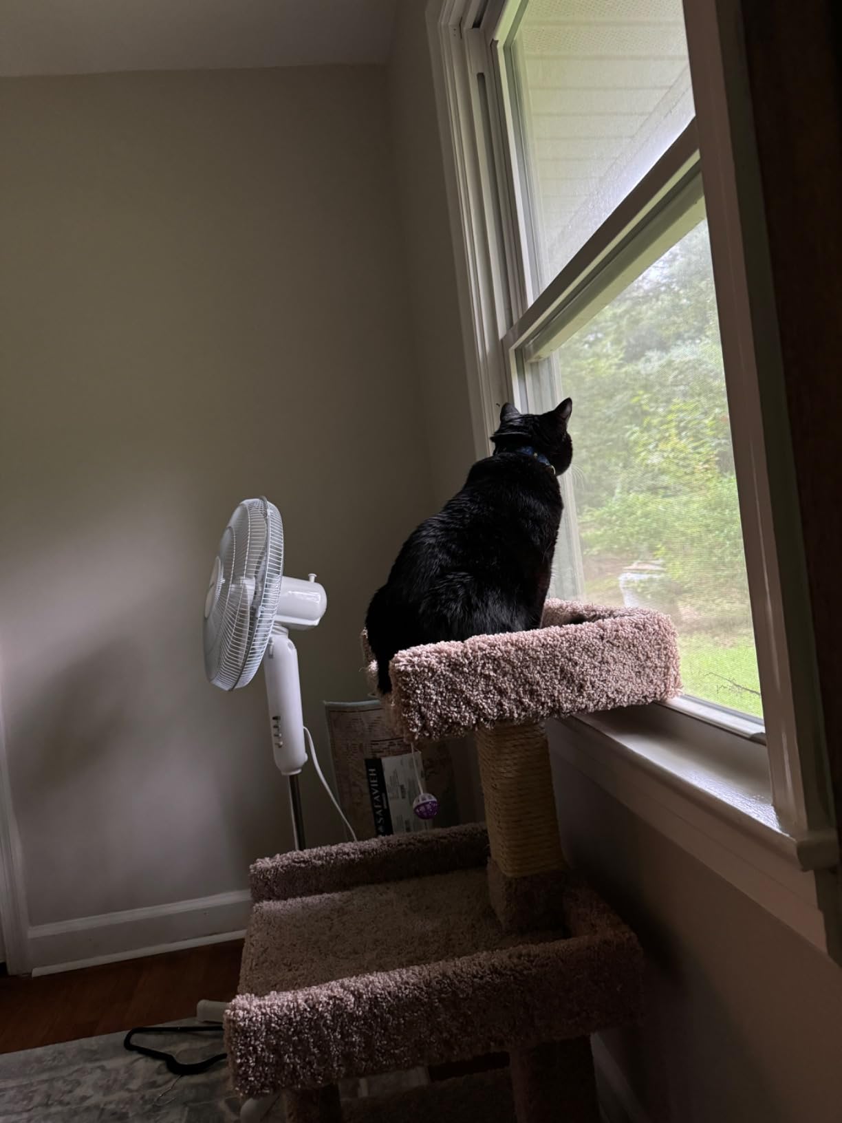 New Cat Condos Spacious Cat Perch for Large Cats customer photo 1