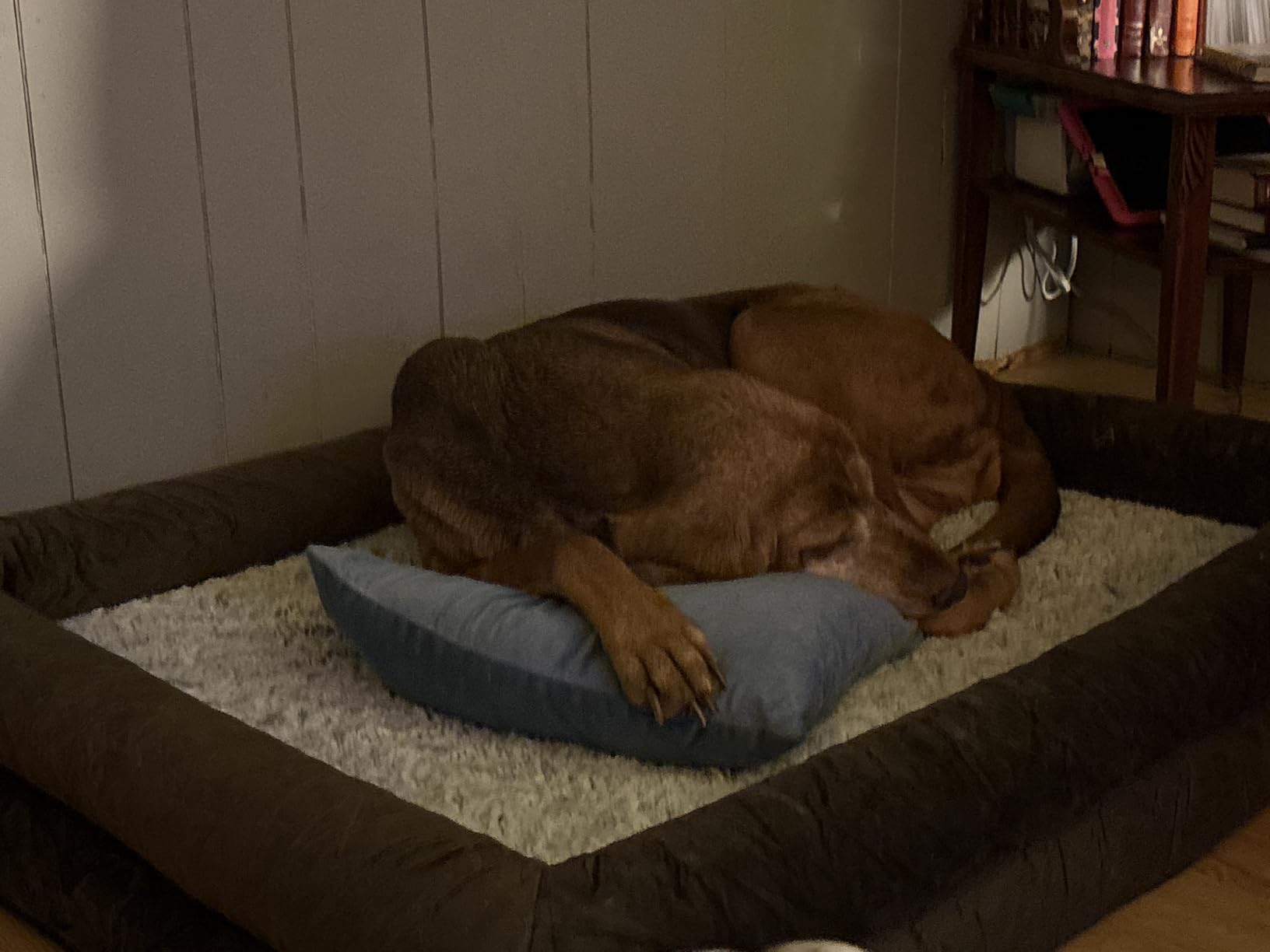 WNPETHOME XL Extra Large Orthopedic for Senior Dog Bed Comfy Sleeping customer photo 2