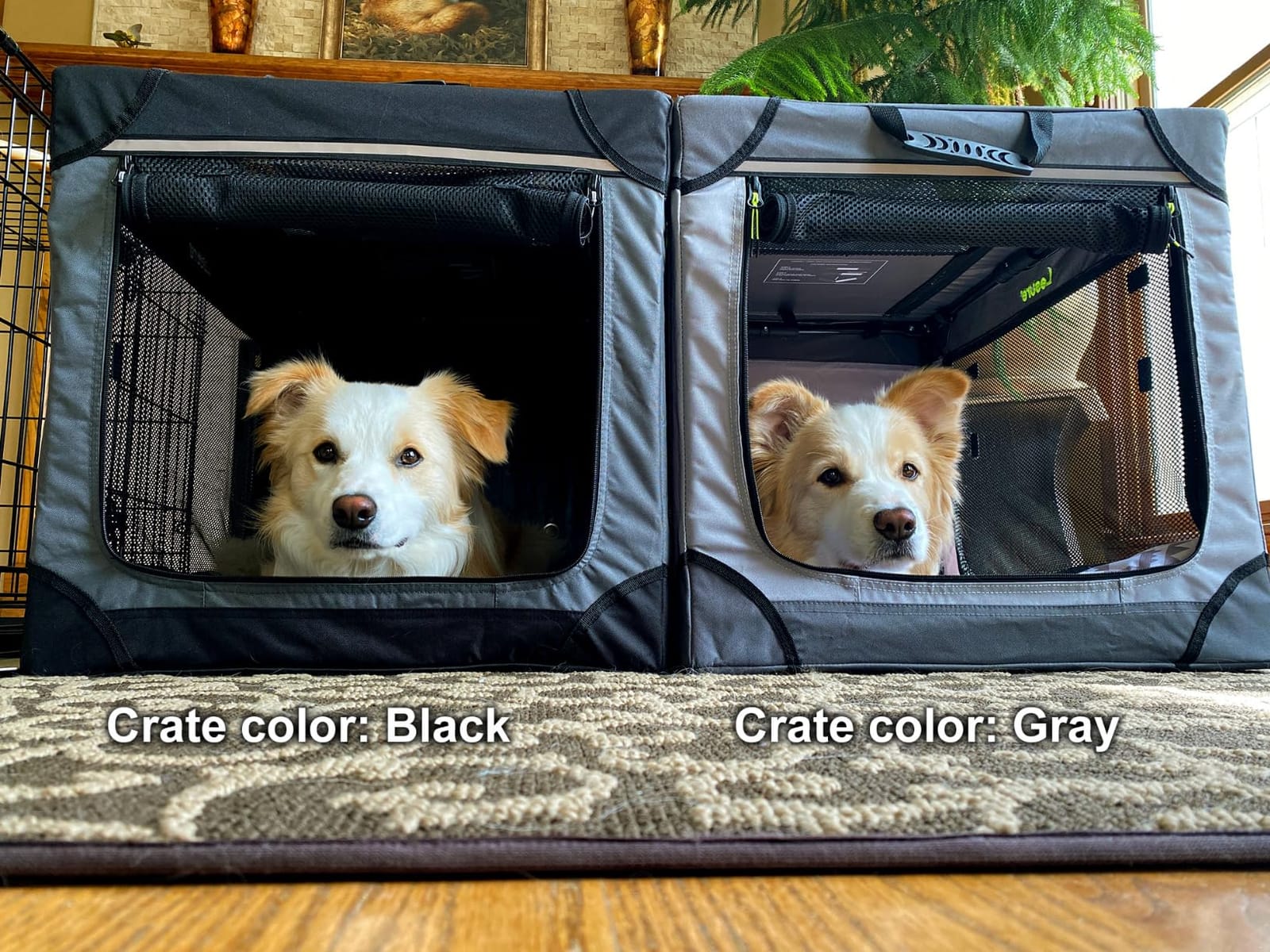 Lesure Shown on Today Show Soft Collapsible XL Dog Crate, 42in Black customer photo 2