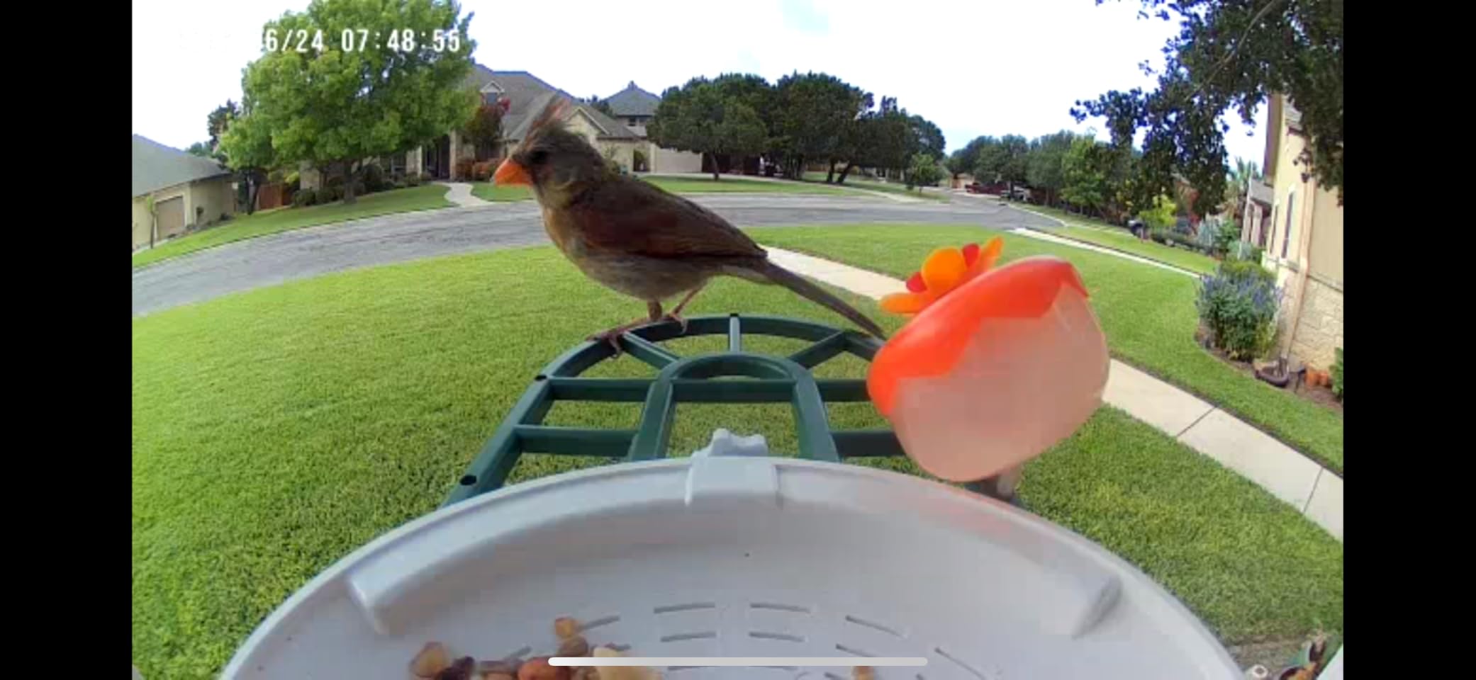 HARYMOR Smart Bird Feeder with Camera - AI Identify Birds Species, Solar Powered Bird House with Cam, 2L Large Capacity, 2K HD Video Live Stream, Instant Arrival Alerts - Green customer photo 2