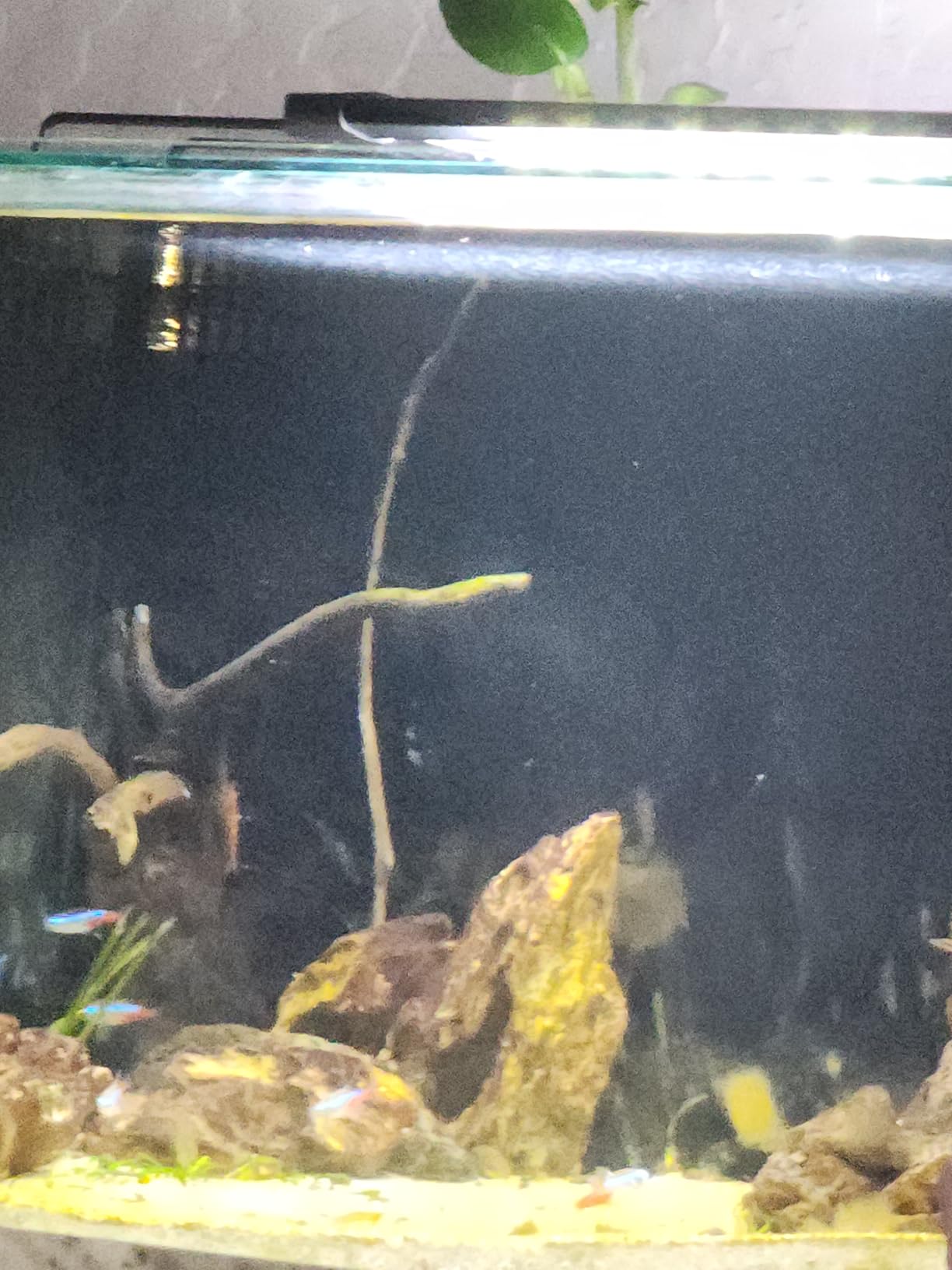 AWXZOM Small Nano Tall Rimless Tank, Glass Fish Tank, Betta Tank (0.7 Gallon, 5.9x4.3x5.1in/15x11x13cm) customer photo 1