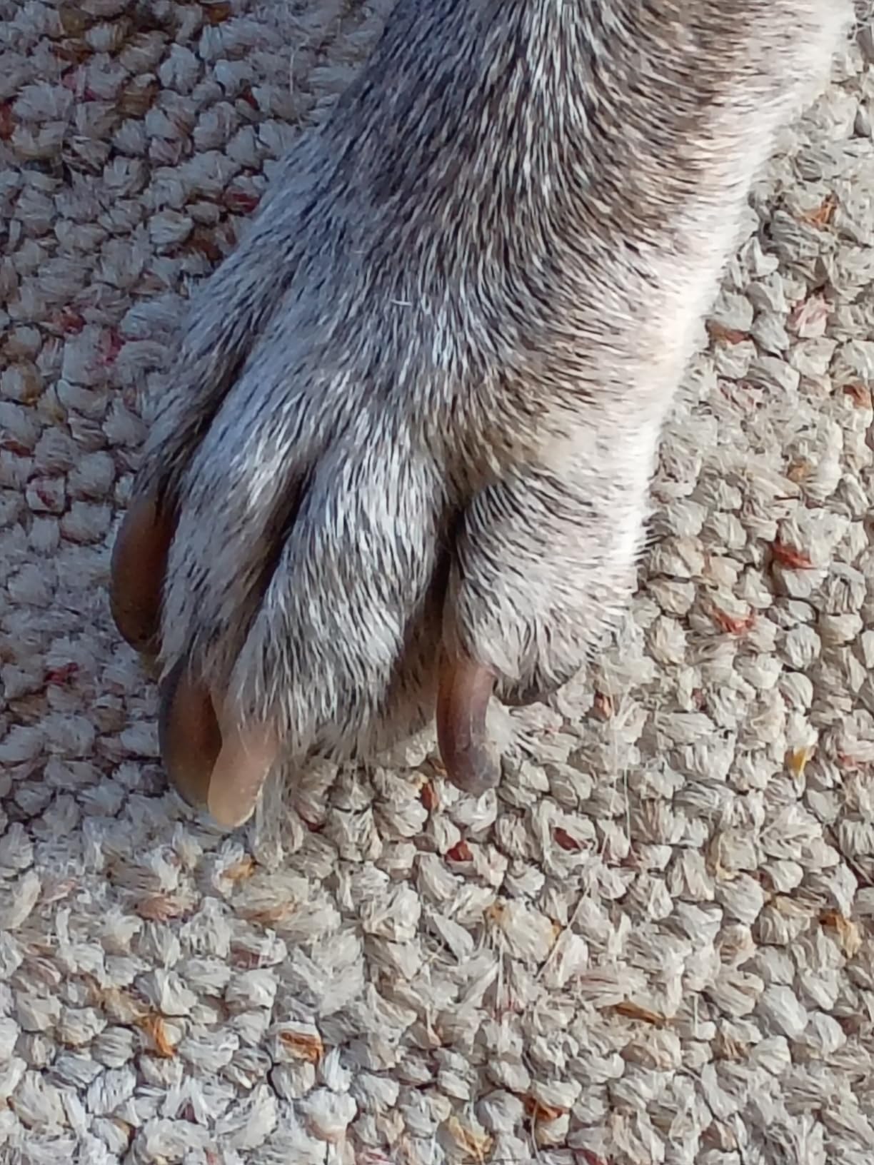 Whisper Quiet Dog Nail Grinder Safe & Stress-Free for Sensitive Dogs Cats customer photo 2