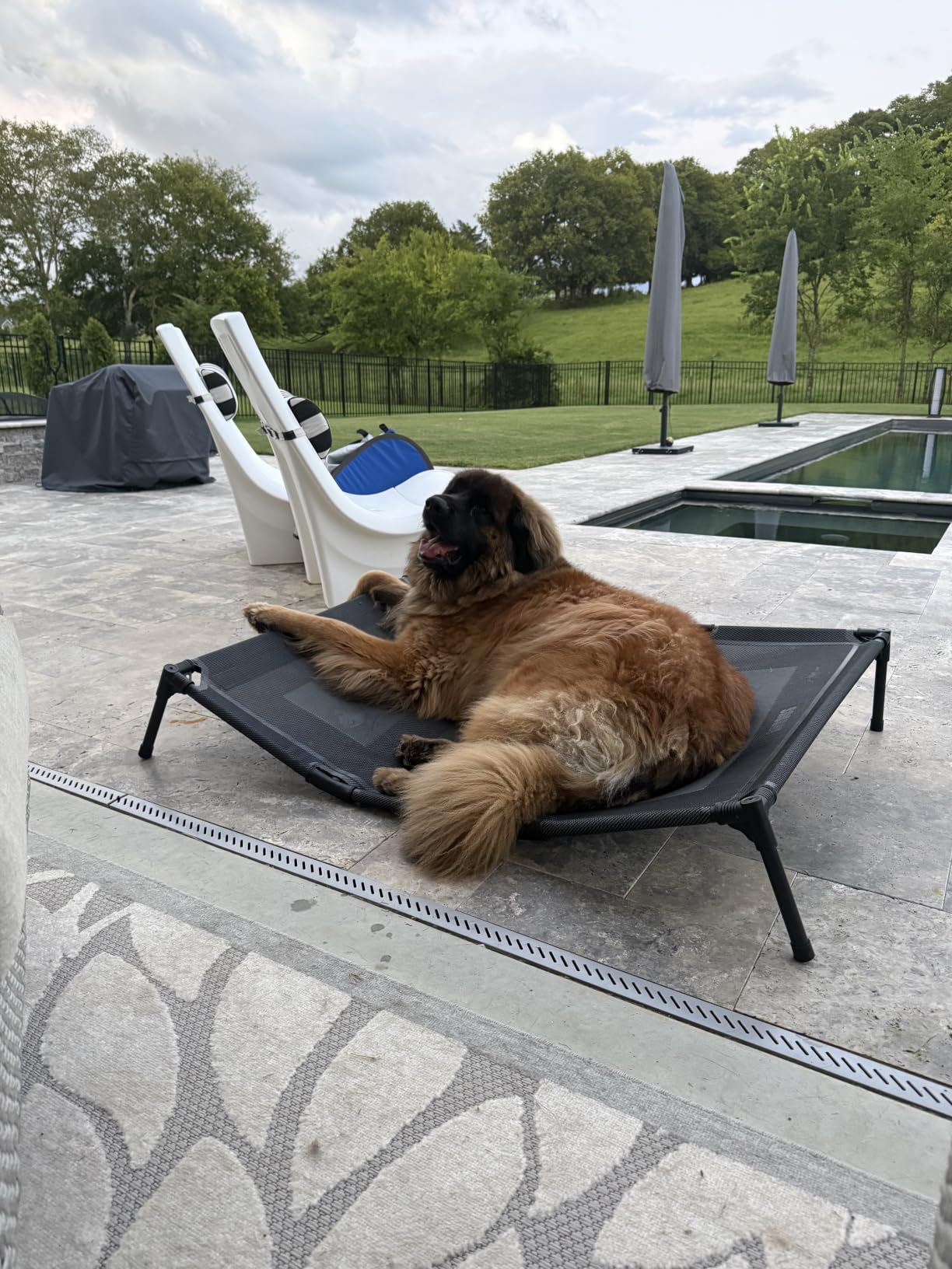 suddus Elevated Dogs Bed Waterproof Outdoor, Portable Raised Dog Cot, Dog Beds Off the Floor, Dog Beds Easy Clean Indoor or Outdoor Use, Large, Red customer photo 1