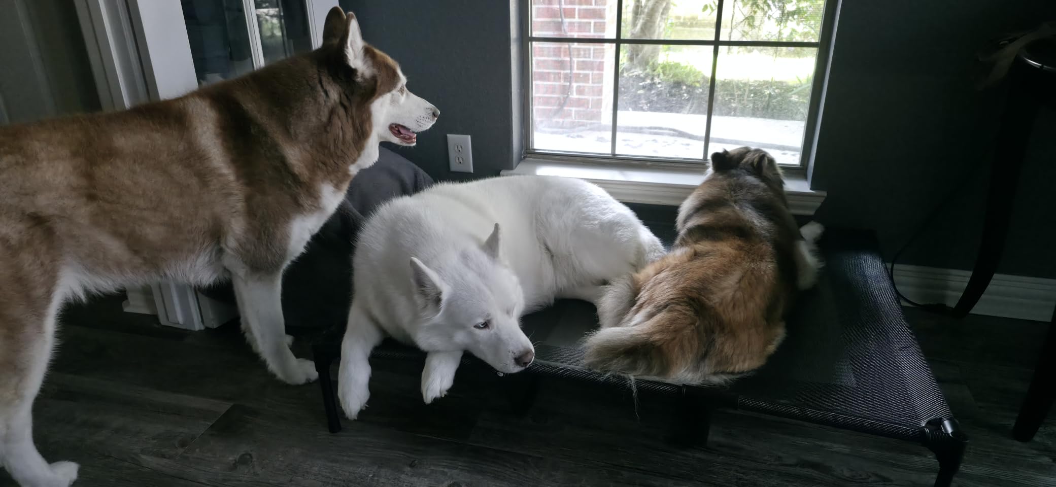 suddus Elevated Dogs Bed Waterproof Outdoor, Portable Raised Dog Cot, Dog Beds Off the Floor, Dog Beds Easy Clean Indoor or Outdoor Use, Large, Red customer photo 2
