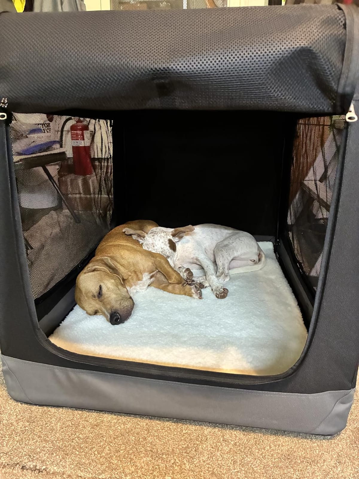 Feandrea Collapsible Soft Dog Crate, Portable Travel Carrier, 48 Inches customer photo 1
