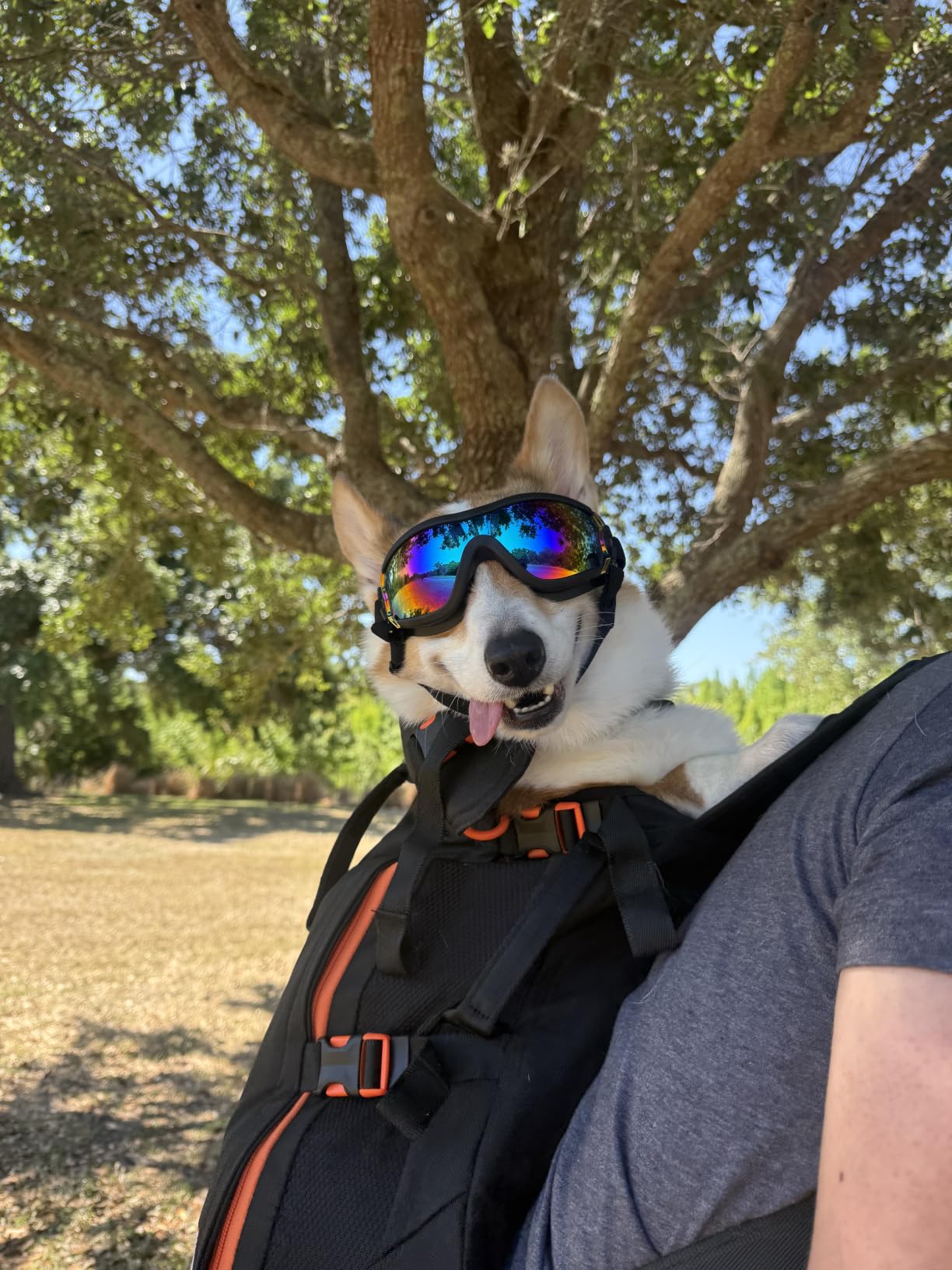 Little Chonk Maxine One Dog Backpack Carrier for Medium Dogs (Black) customer photo 1
