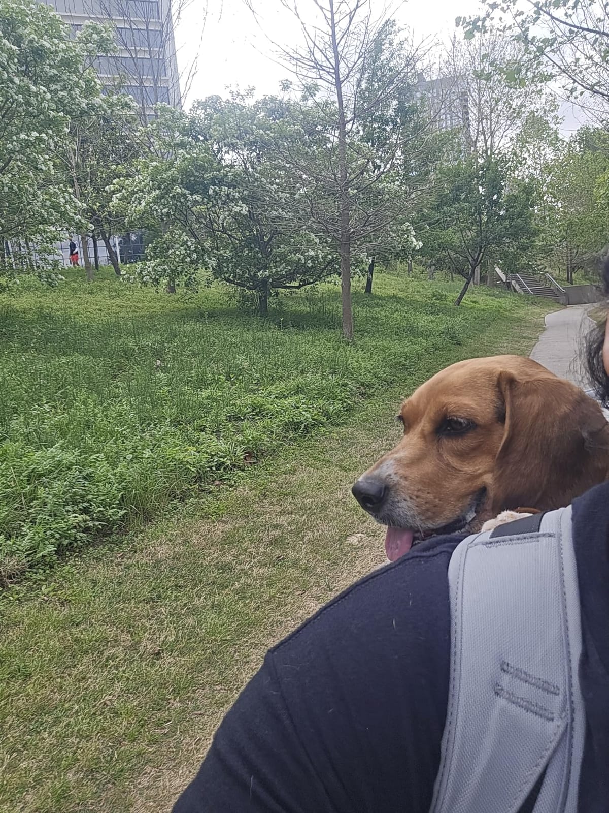 Little Chonk Maxine One Dog Backpack Carrier for Medium Dogs (Black) customer photo 2