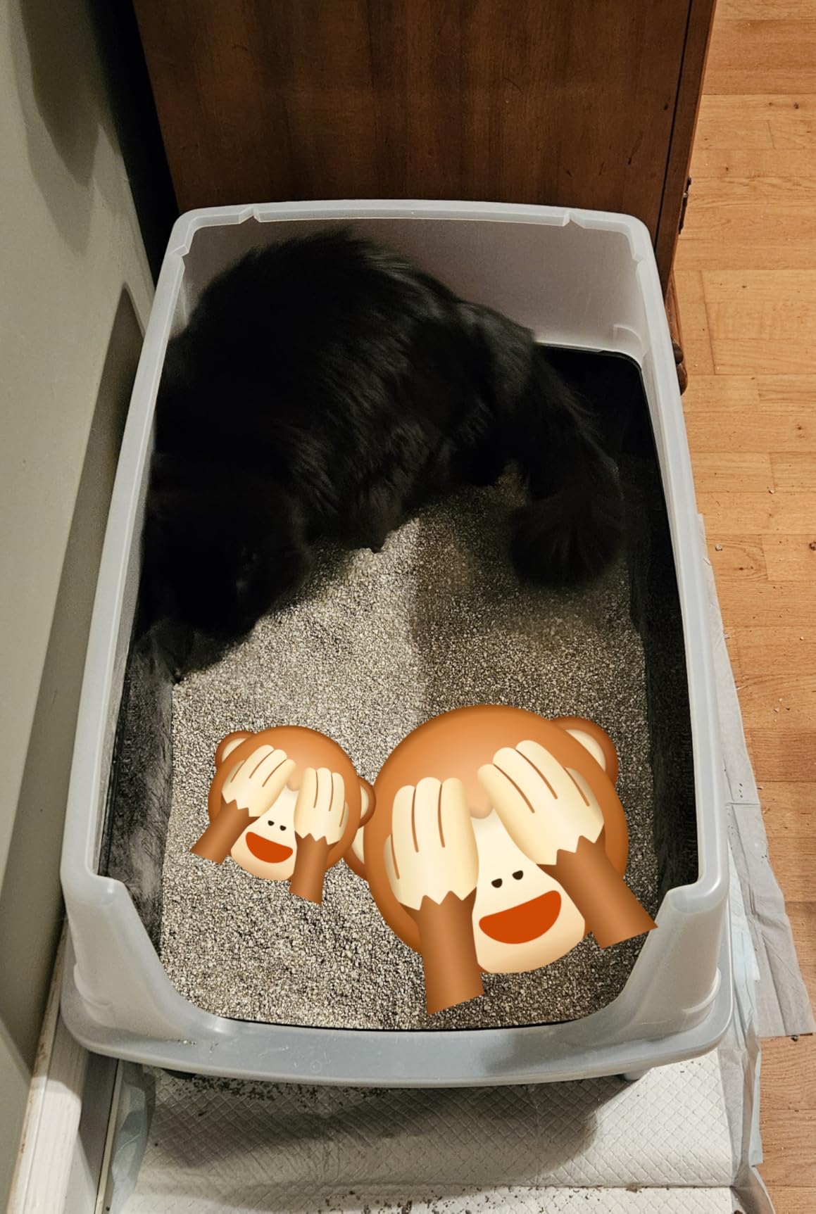 IRIS USA XX-Large High Sided Cat Litter Box, Scatter Shield, Black customer photo 1
