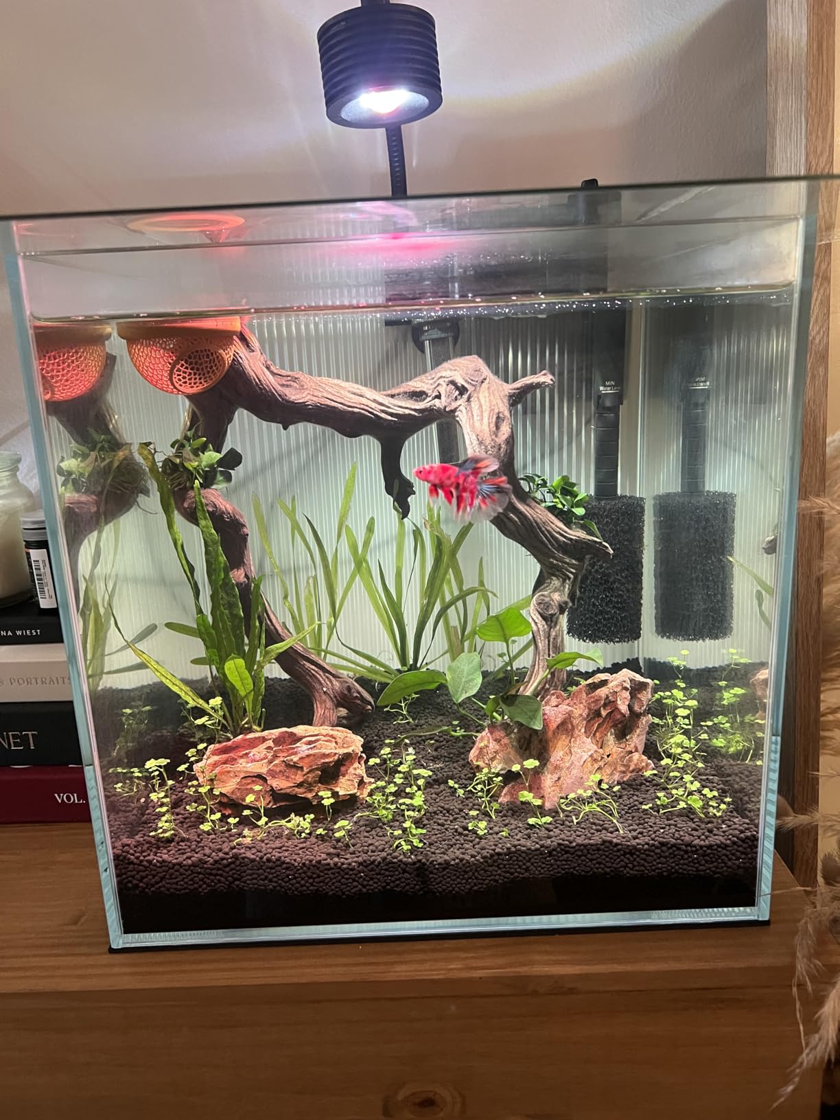 LYPHARD AQUARIUMS 2.5 Gallon Rimless Aquarium Tank, Ultra Clear Low Iron Nano Fish Tank for Betta Shrimp, L11.8×W5.5×H9.8 Glass Thickness 5mm with EVA Foam Leveling Mat customer photo 1