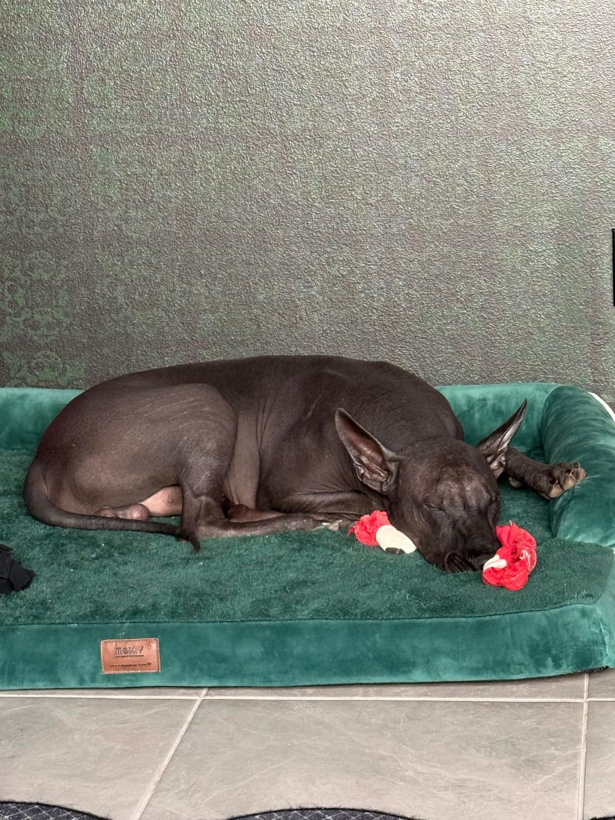 MEKIY Orthopedic Washable Dog Bed with Bolster for Medium to Large Dogs customer photo 1
