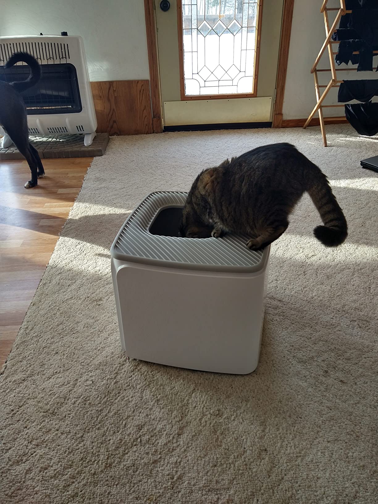 IRIS USA Cat Litter Box, Top Entry, Dog Proof, Covered, Scoop, Gray customer photo 1