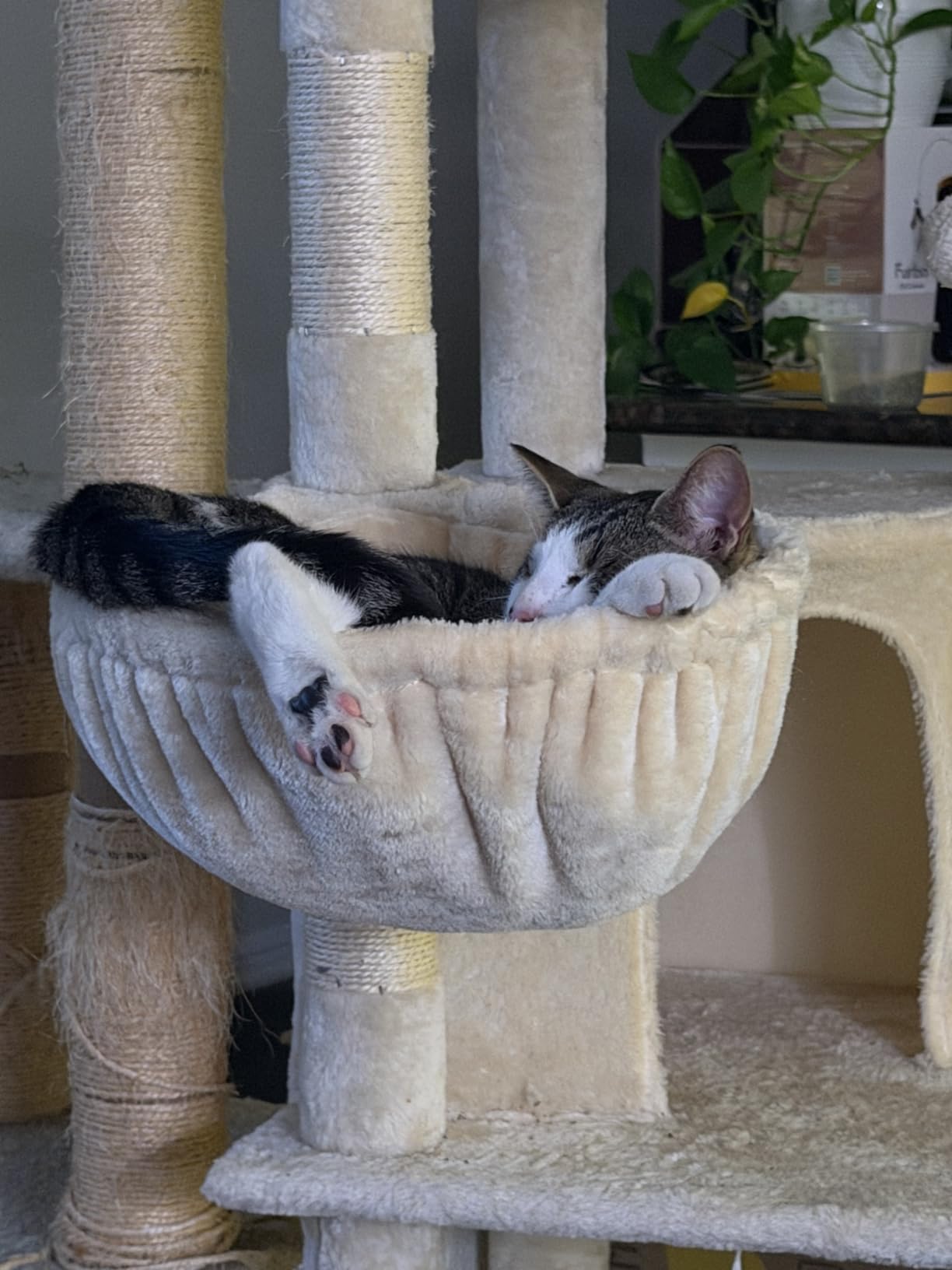 Globlazer 66inch Corner Cat Tree Tower for Indoor Large Cats, C66, Beige customer photo 1