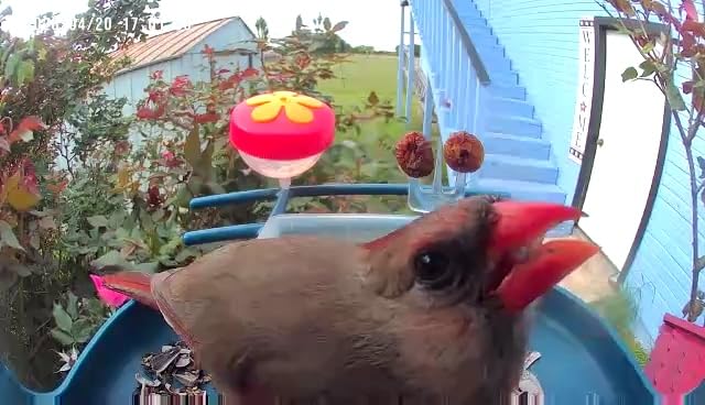 Smart Bird Feeder with Camera Solar Powered, 2K Live Stream for Backyard customer photo 2