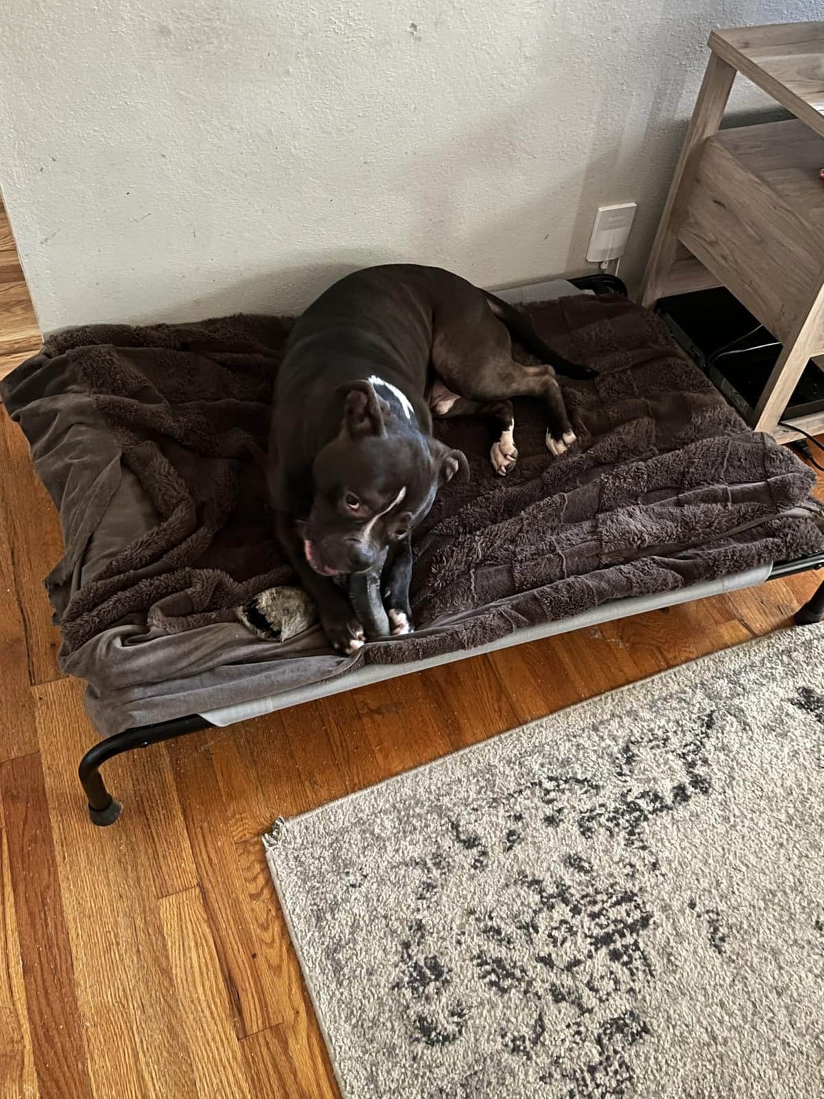 Simple Trending Raised Dog Bed for Large Dogs, Waterproof XL Dog Cot, Grey | Outdoor Cooling Elevated Pet Bed Load 200lb, 47.75