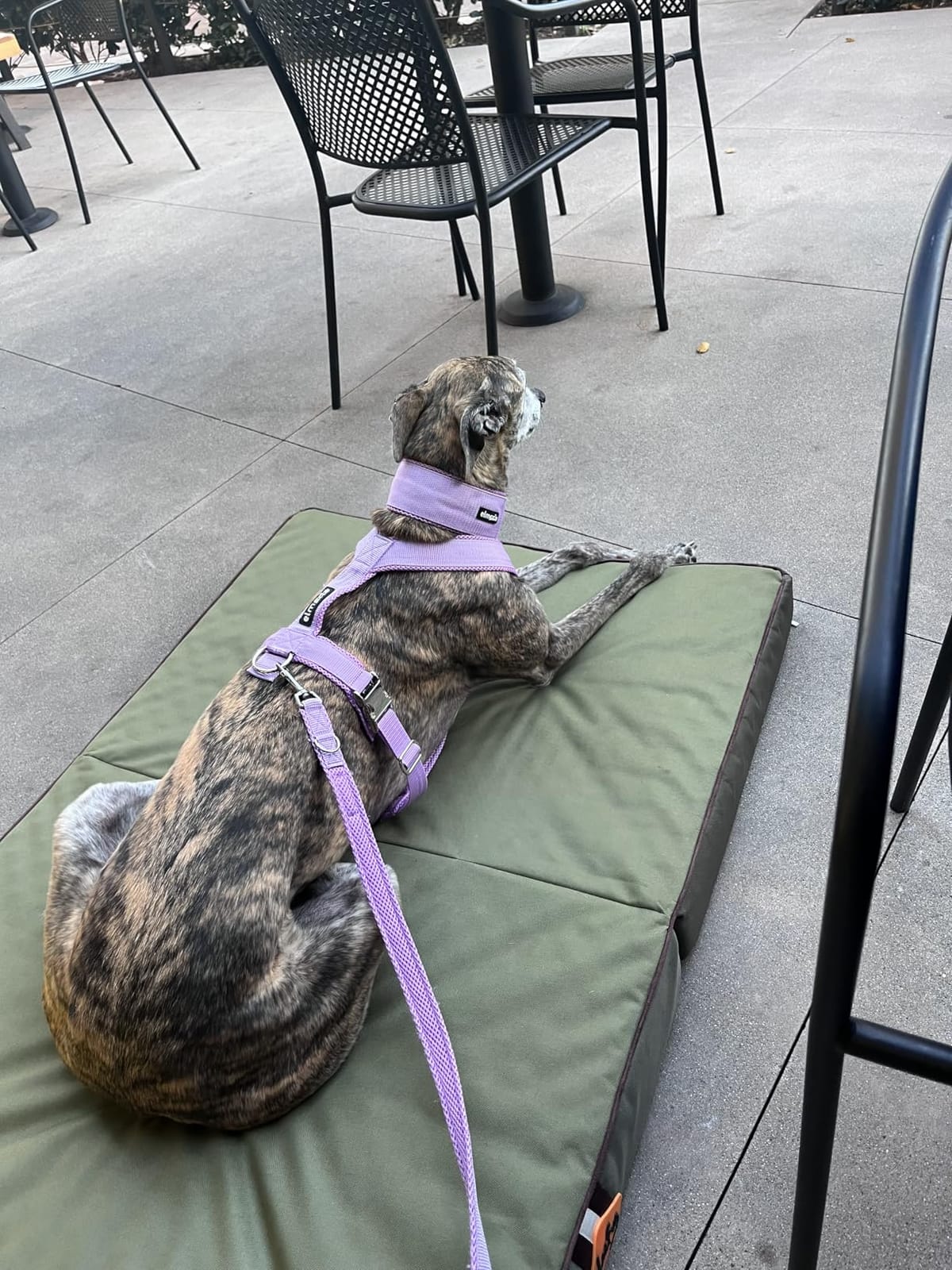 Laifug Outdoor Foldable Waterproof Dog Bed,Army Green,(44''x32''x3.5'') customer photo 1