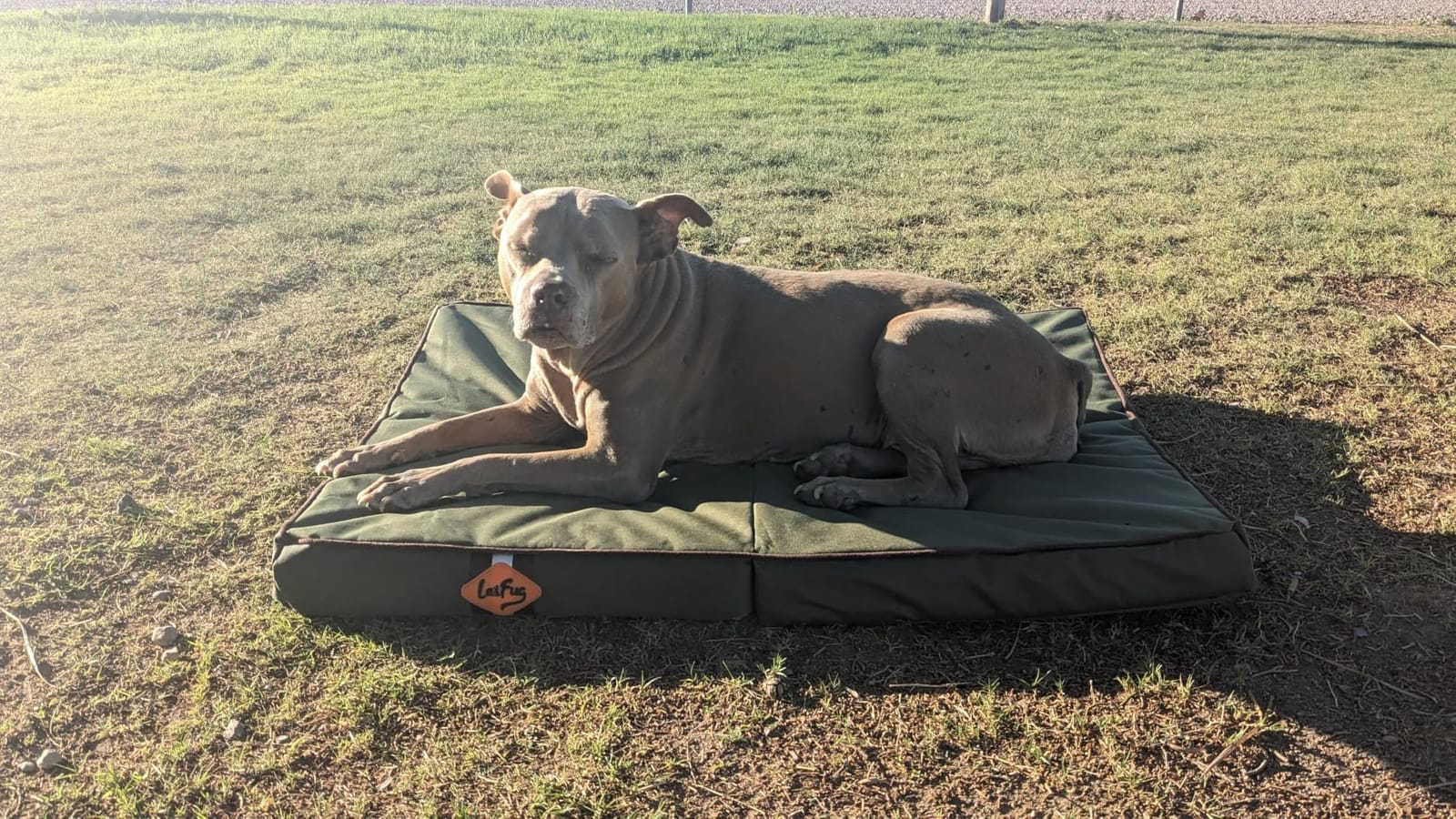 Laifug Outdoor Foldable Waterproof Dog Bed,Army Green,(44''x32''x3.5'') customer photo 2