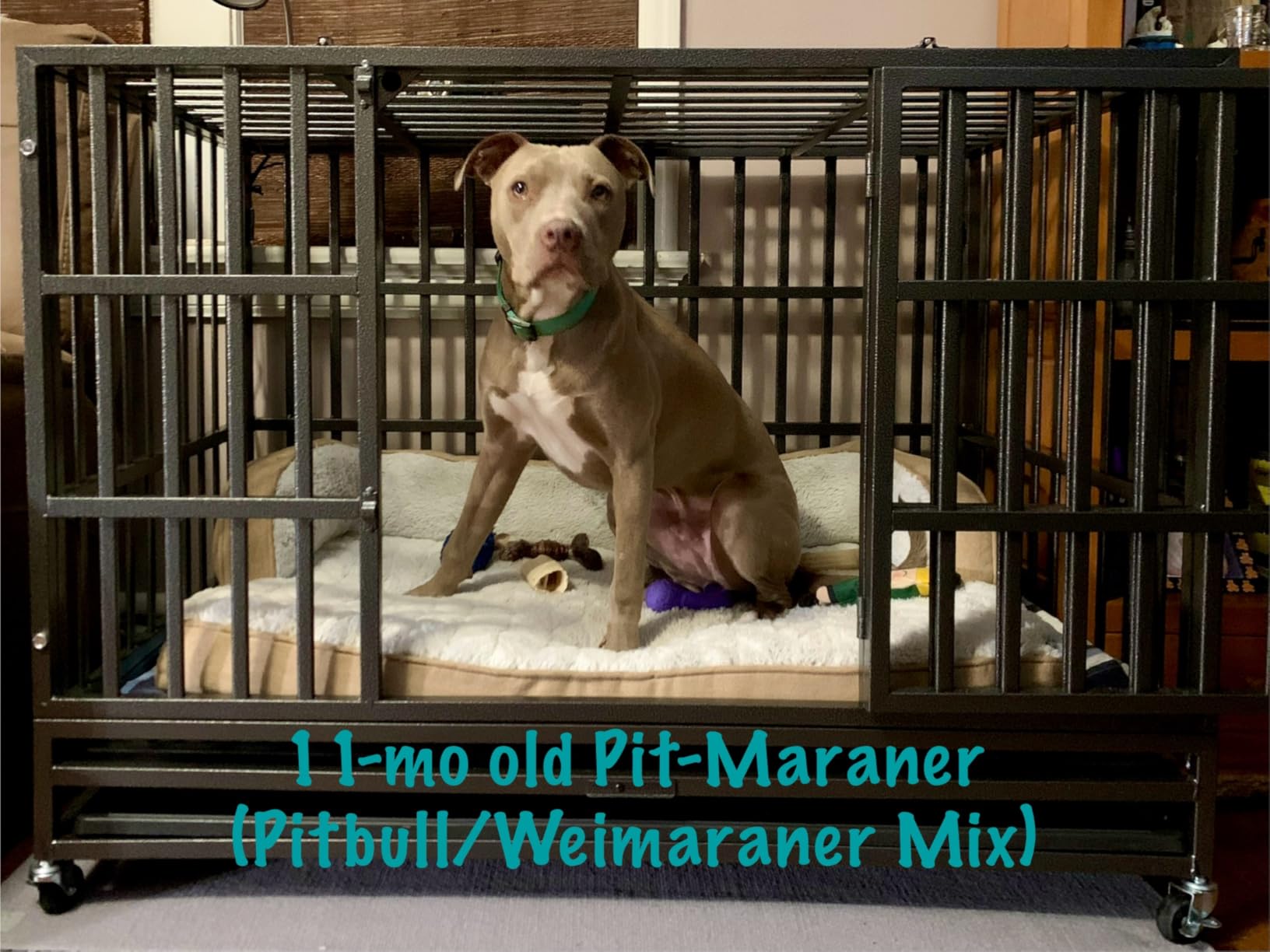 Oranland 48 Inch Heavy Duty Dog Crate,Upgraded Reinforced Baseplate customer photo 1