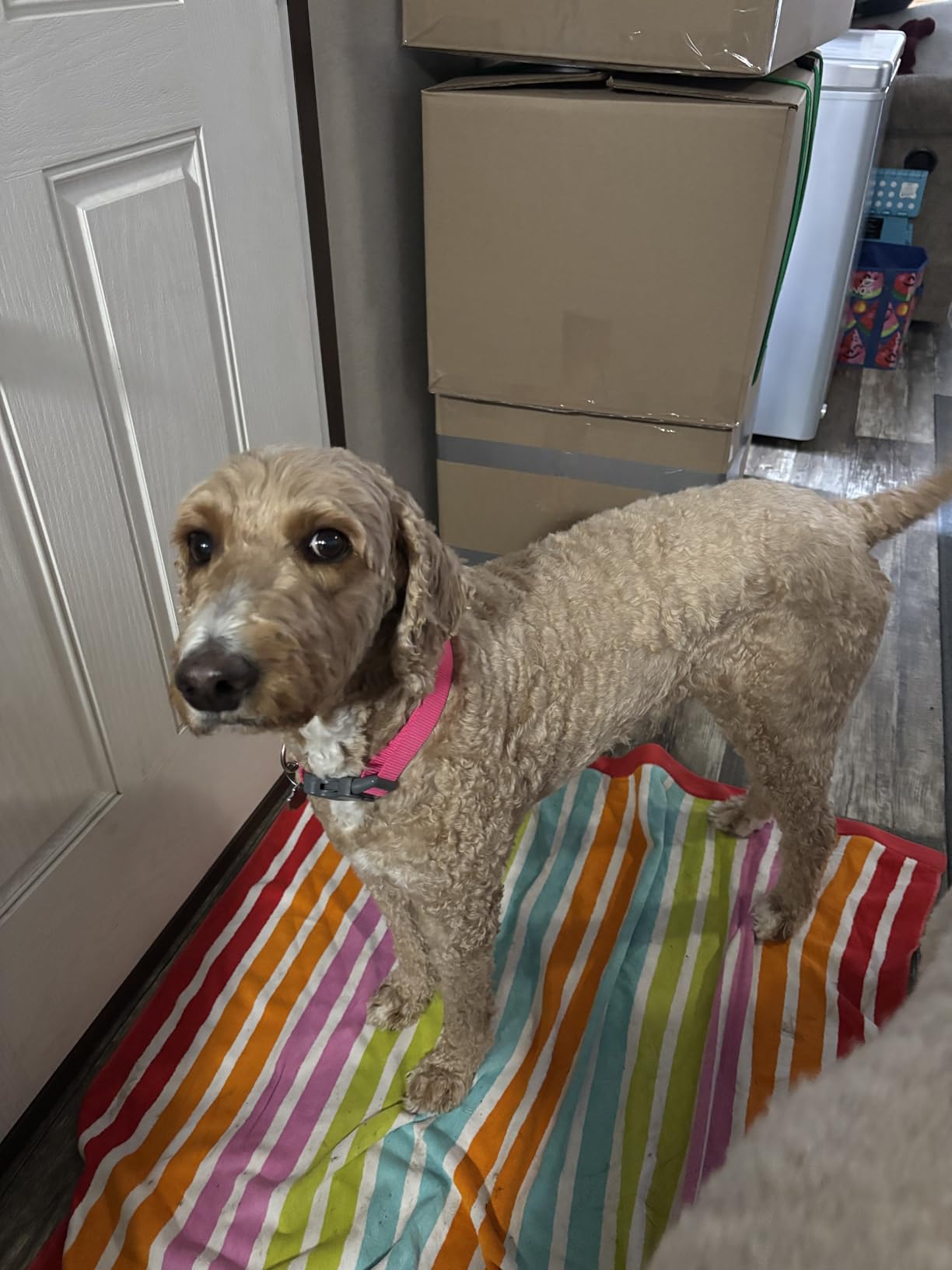 Professional Dog Clippers for Grooming Thick Curly Matted Coats customer photo 2