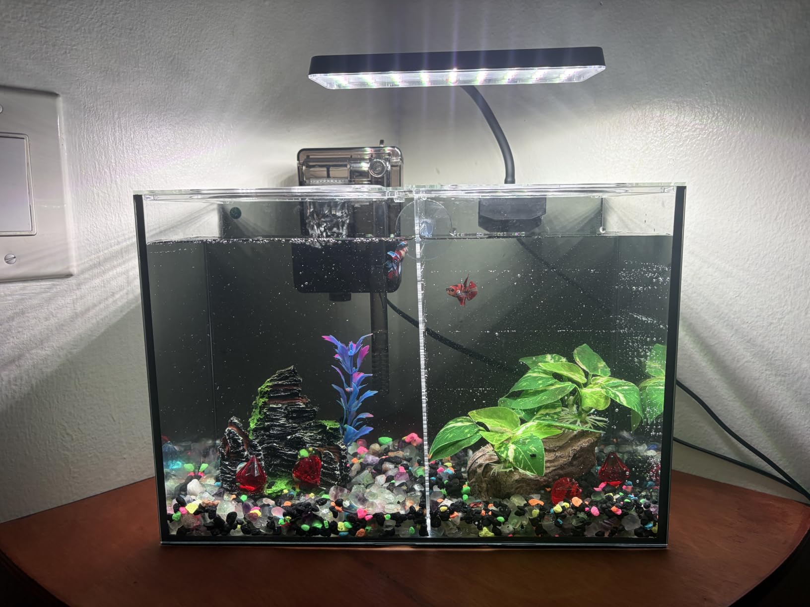 3 Gallon 12.6” L Fish Nano Glass Aquarium, with Separator Plate for Betta, Multi-Functional Square Fish Tank with Filter, LED Light, Black 4mm Glass customer photo 1