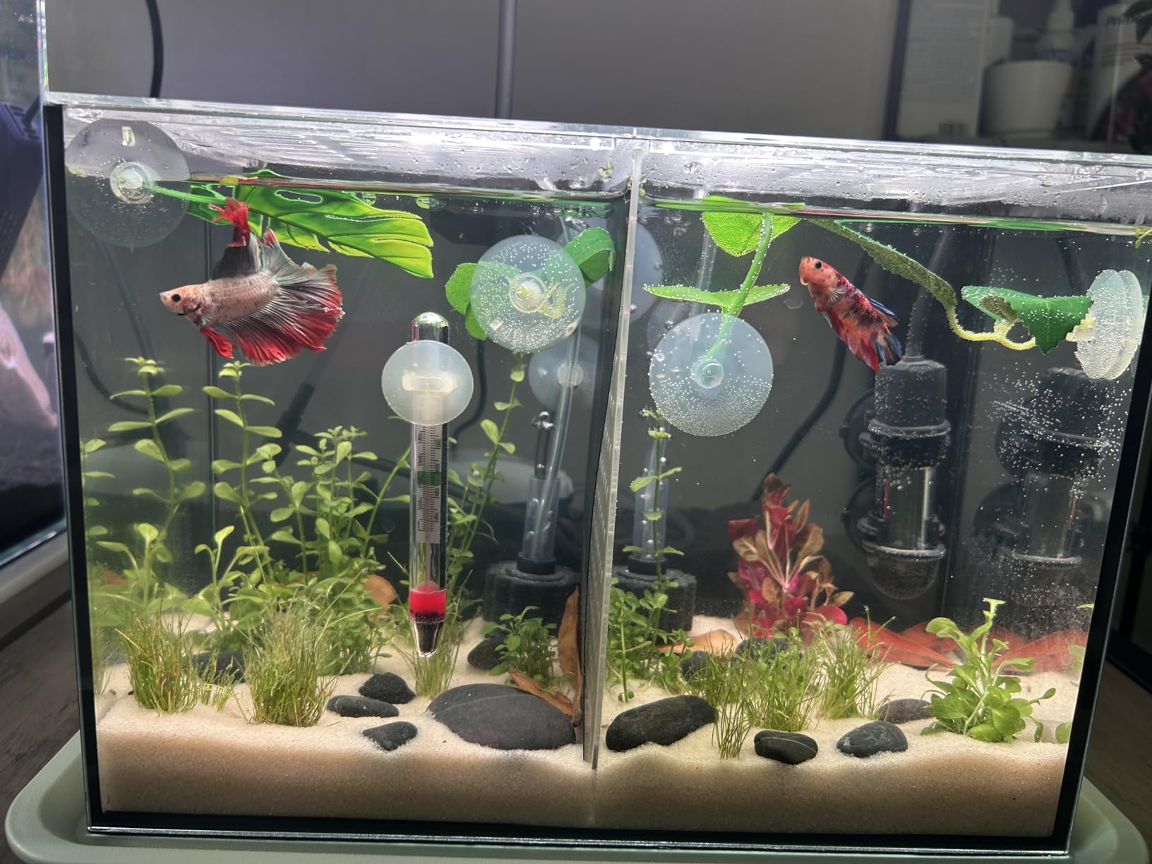 3 Gallon 12.6” L Fish Nano Glass Aquarium, with Separator Plate for Betta, Multi-Functional Square Fish Tank with Filter, LED Light, Black 4mm Glass customer photo 2