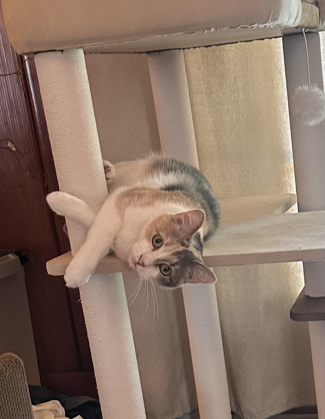 Cat Tree for Large Cats Modern Senior Friendly Wide Shelves 37.4'' customer photo 2