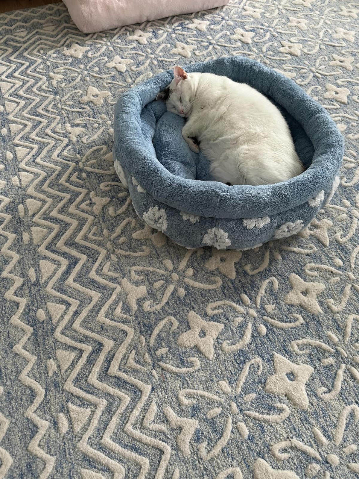 BALANCE Luxury Donut Dog Bed, 30 Inches Round Dog Bed Medium Size Dogs Washable, Orthopedic Calming Dogs Bed for Pets with Anti-Slip Bottom, Oatmeal customer photo 2